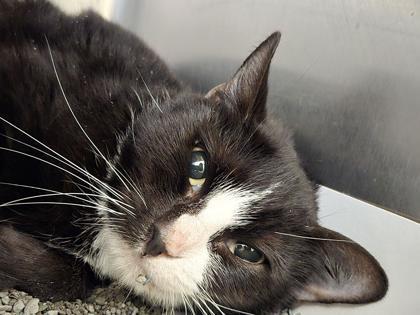 Enlarge Leviosa, a Adoptable Domestic Short Hair in Phoenixville, PA image 3/3
