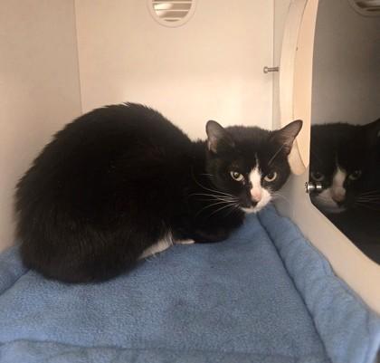 Enlarge Leviosa, a Adoptable Domestic Short Hair in Phoenixville, PA image 2/3