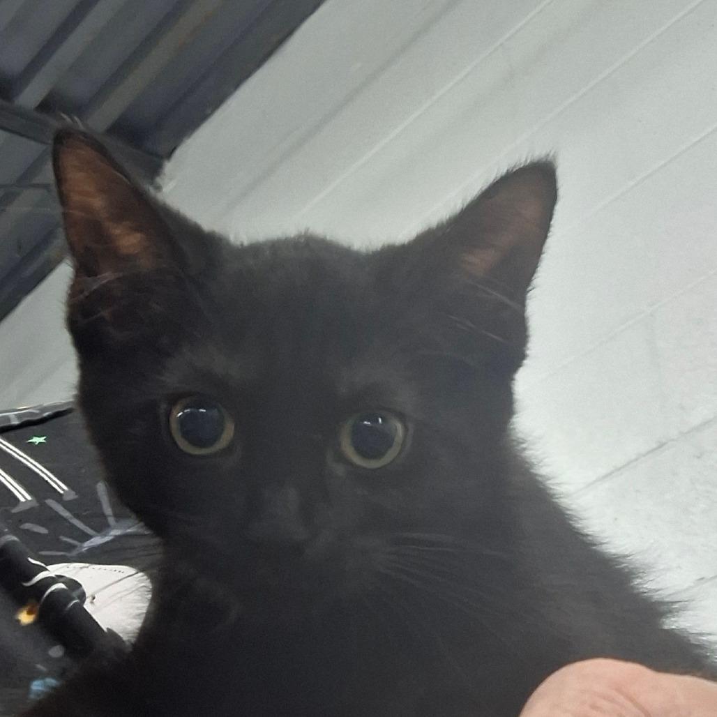Enlarge Molly, a Adoptable Domestic Short Hair in Zanesville, OH image 1/2