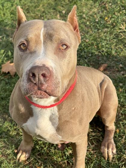 JuJu — thumbnail 2