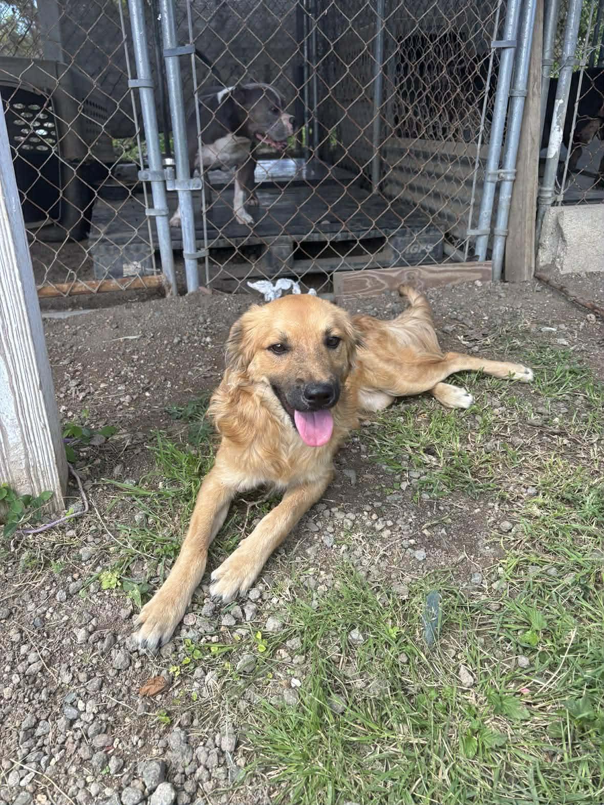 Enlarge Sora, a ADOPTABLE Mixed Breed in Seville, OH image 2/6