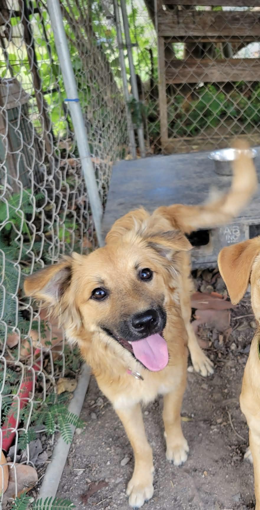 Sora, ADOPTABLE, Young Female Mixed Breed.