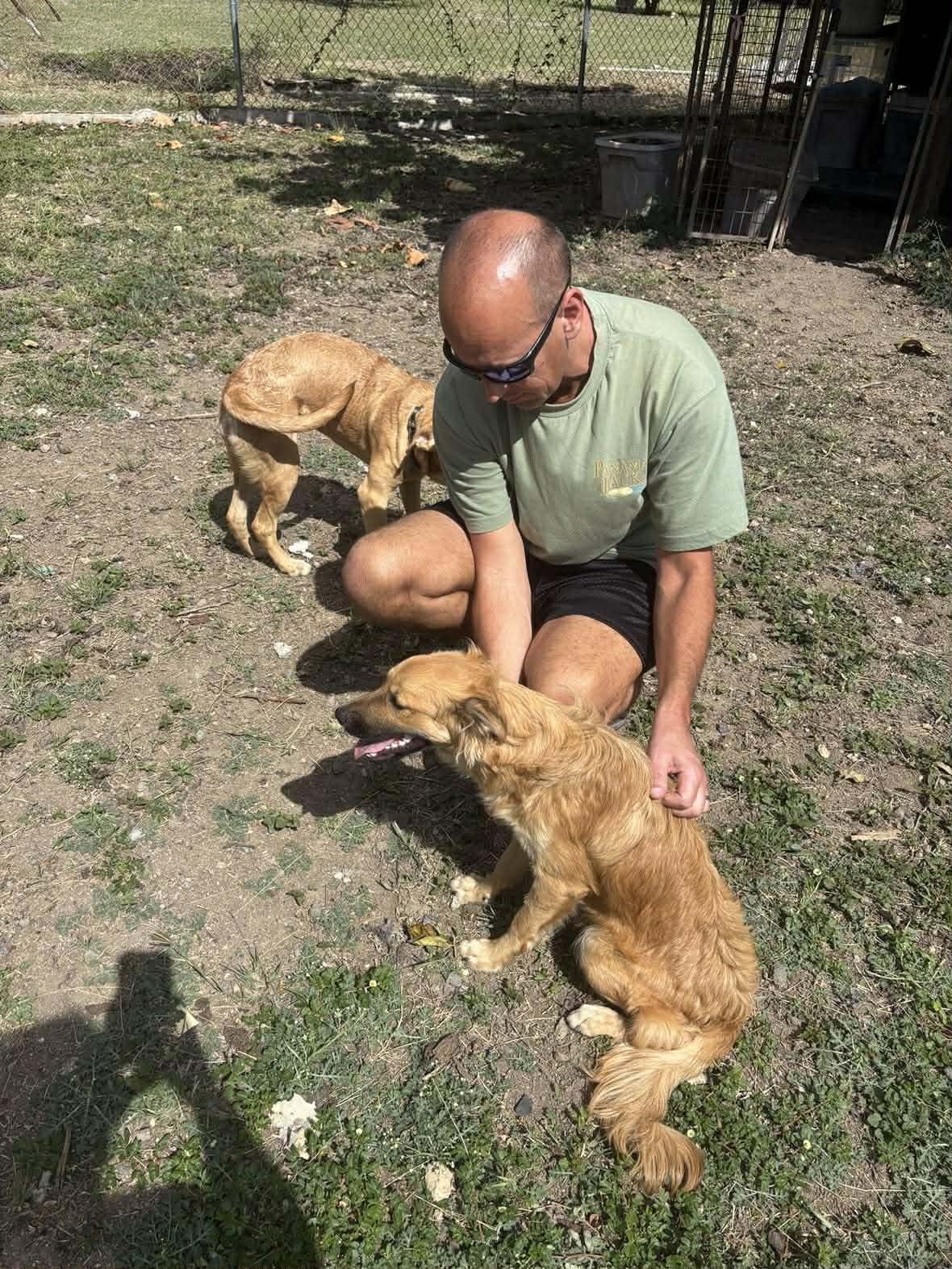 Enlarge Sora, a ADOPTABLE Mixed Breed in Seville, OH image 5/6