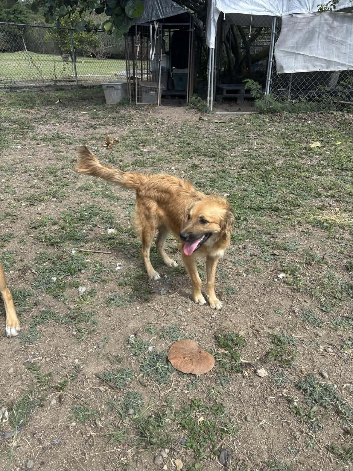 Enlarge Sora, a ADOPTABLE Mixed Breed in Seville, OH image 3/6
