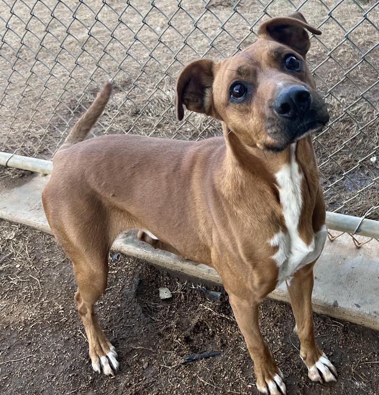 Enlarge Taz, a ADOPTABLE mixed breed in Granbury, TX image 3/4