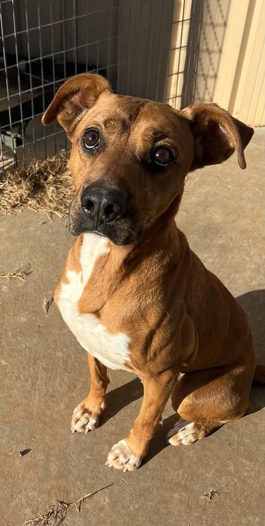 Taz, ADOPTABLE, Adult Male Boxer & Shepherd.