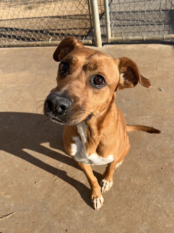 Enlarge Taz, a ADOPTABLE mixed breed in Granbury, TX image 4/4