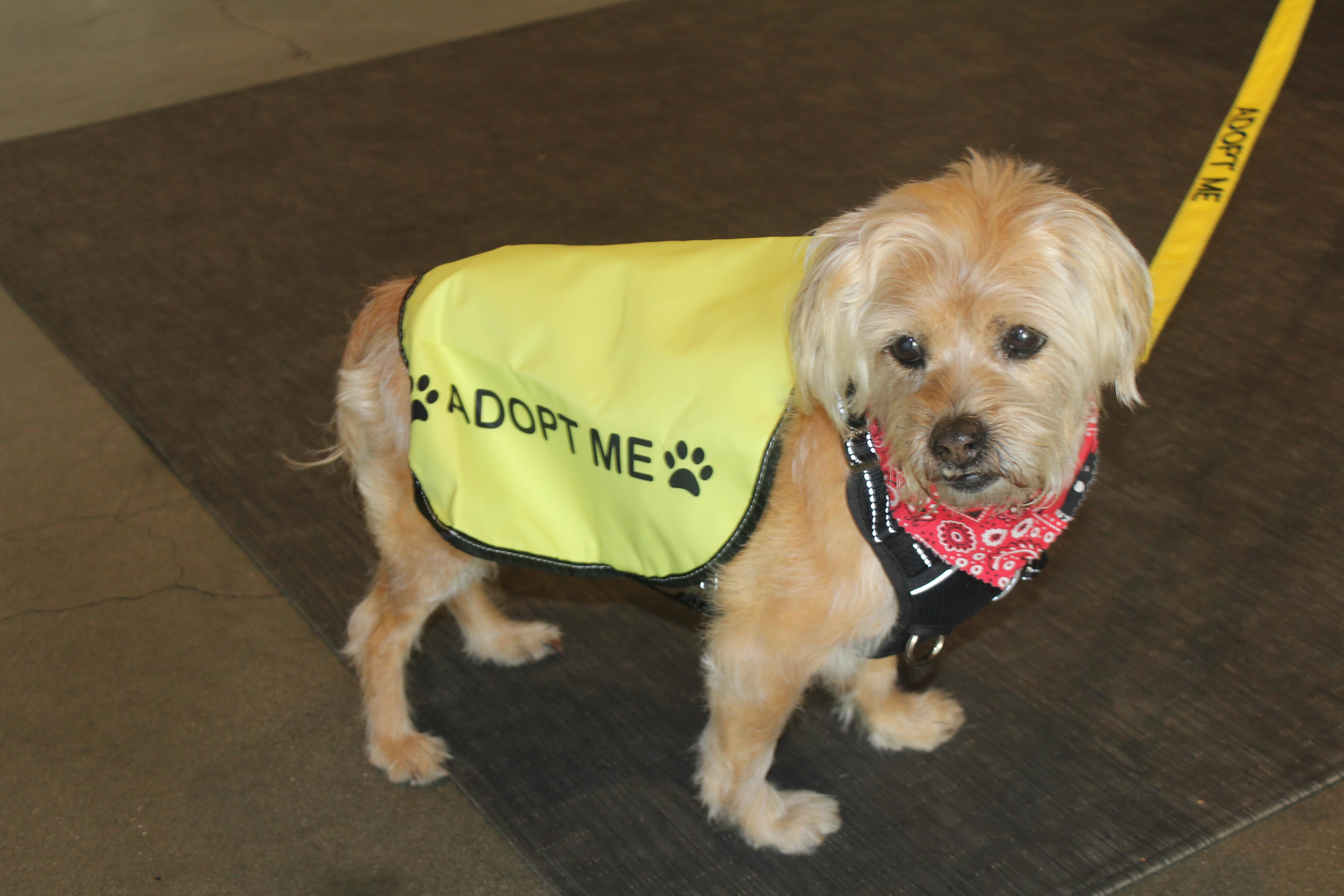 Lucky Dumpling, a Adopted Yorkshire Terrier in Phoenix, AZ image 1/6