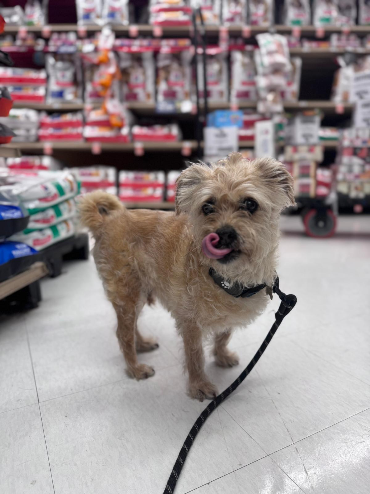 Lucky Dumpling, a Adopted Yorkshire Terrier in Phoenix, AZ image 4/6