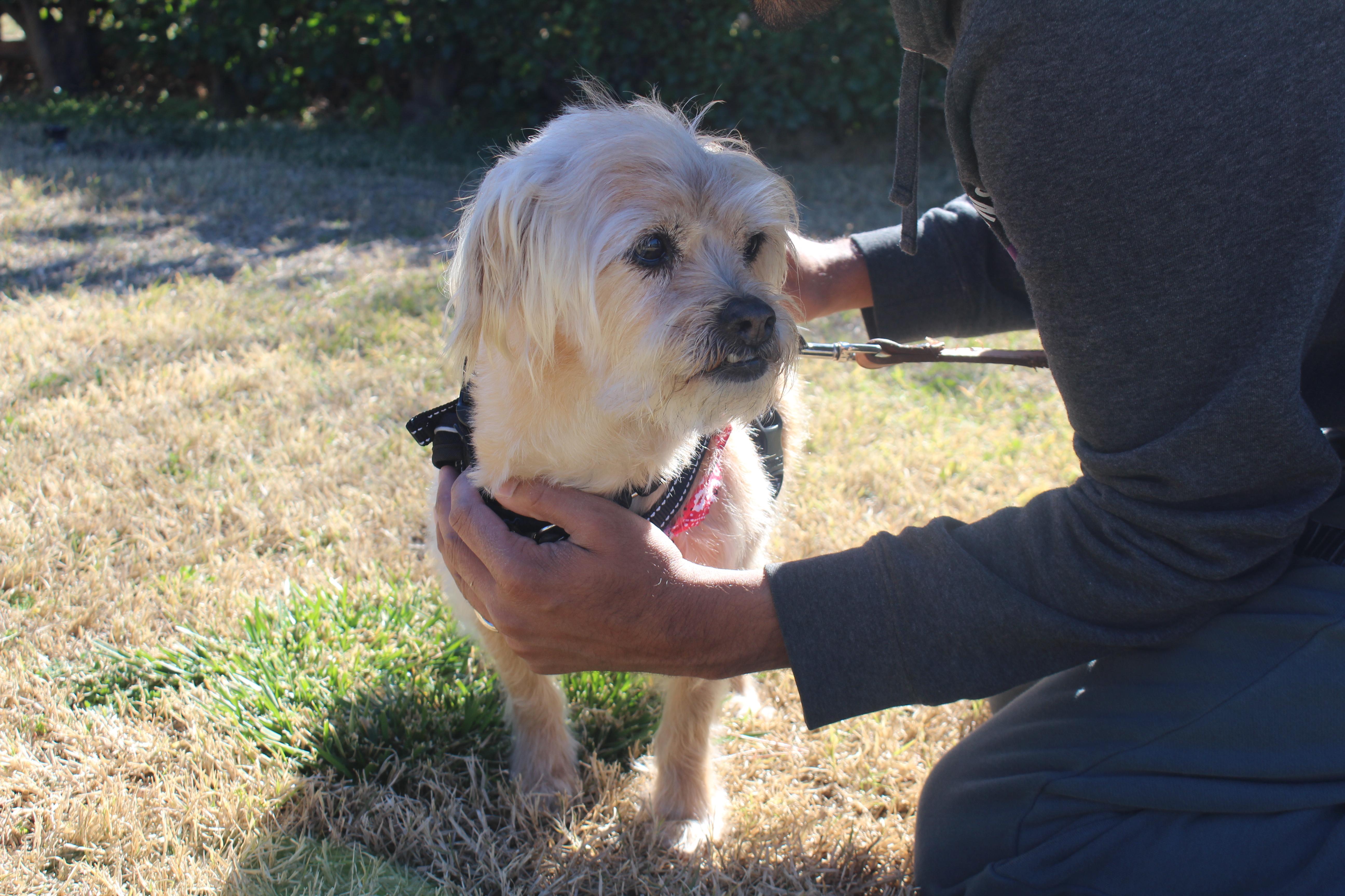 Lucky Dumpling, a Adopted Yorkshire Terrier in Phoenix, AZ image 5/6