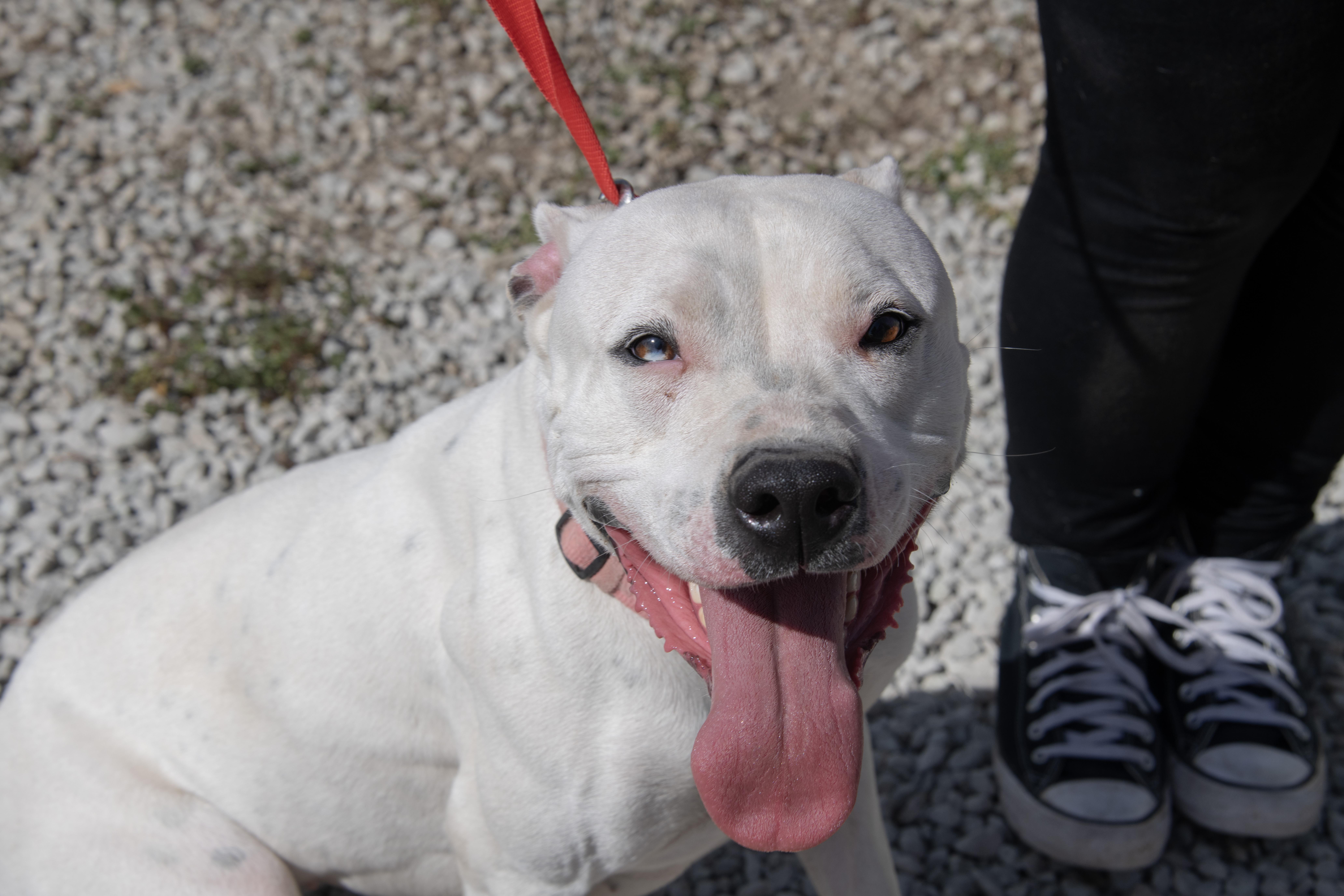 Sugar, Adoptable, Young Female Pit Bull Terrier & American Bulldog.