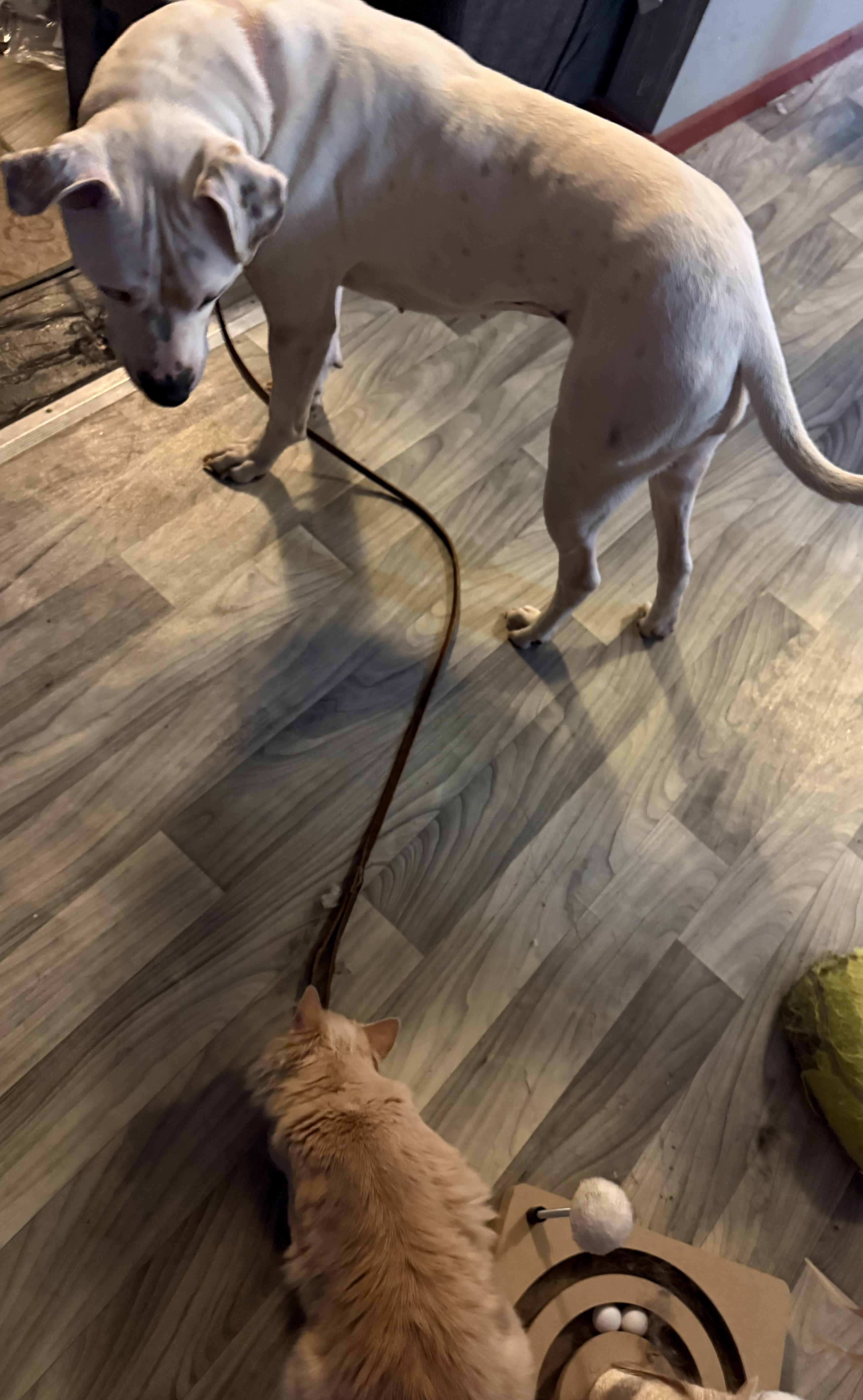 Enlarge Sugar, a Adoptable mixed breed in Mayetta, KS image 5/6