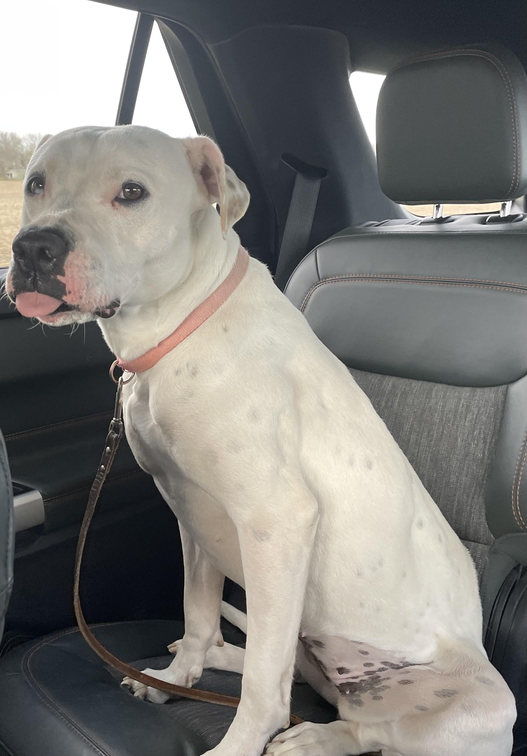 Enlarge Sugar, a Adoptable mixed breed in Mayetta, KS image 6/6