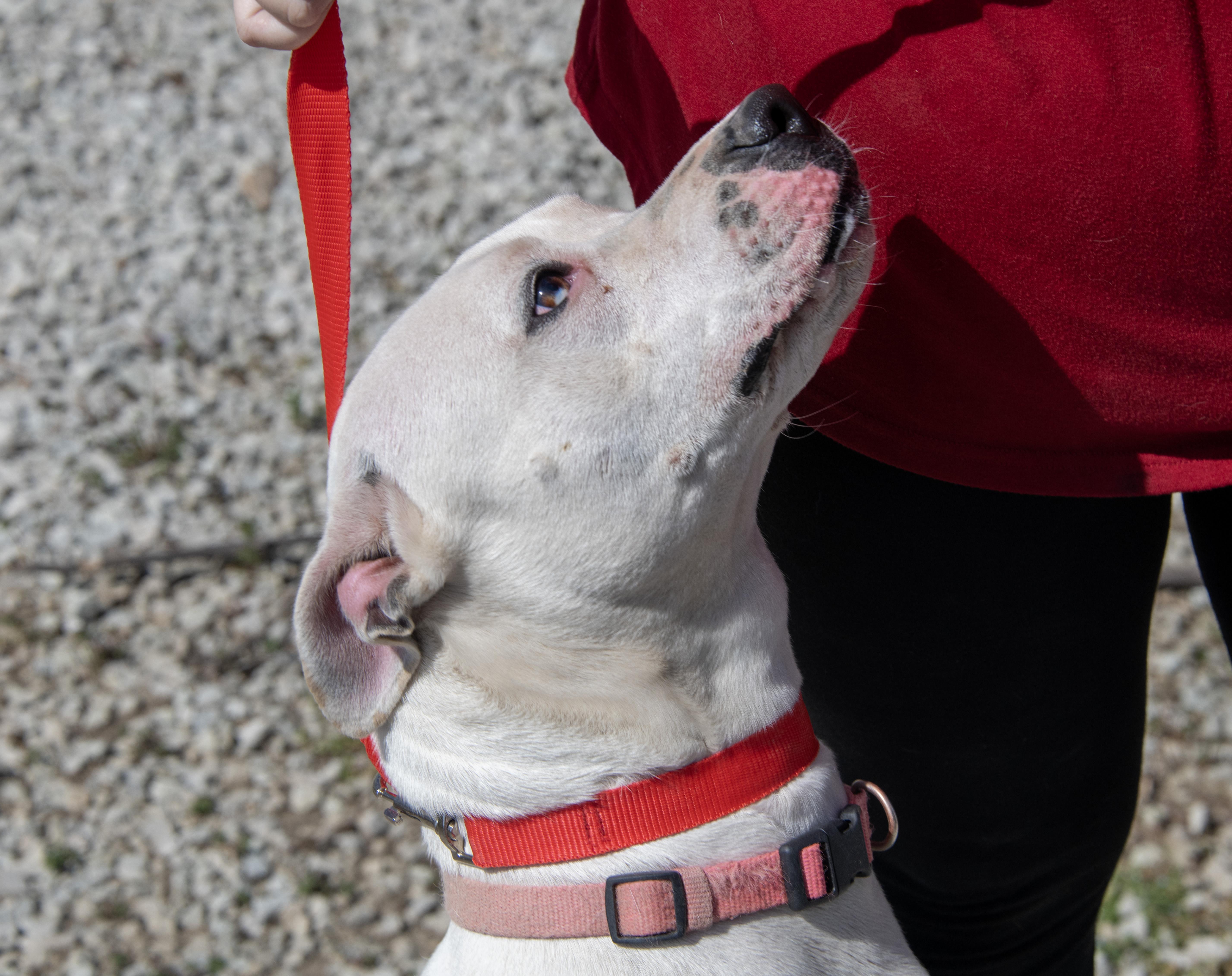 Sugar, Adoptable, Young Female Pit Bull Terrier & American Bulldog.
