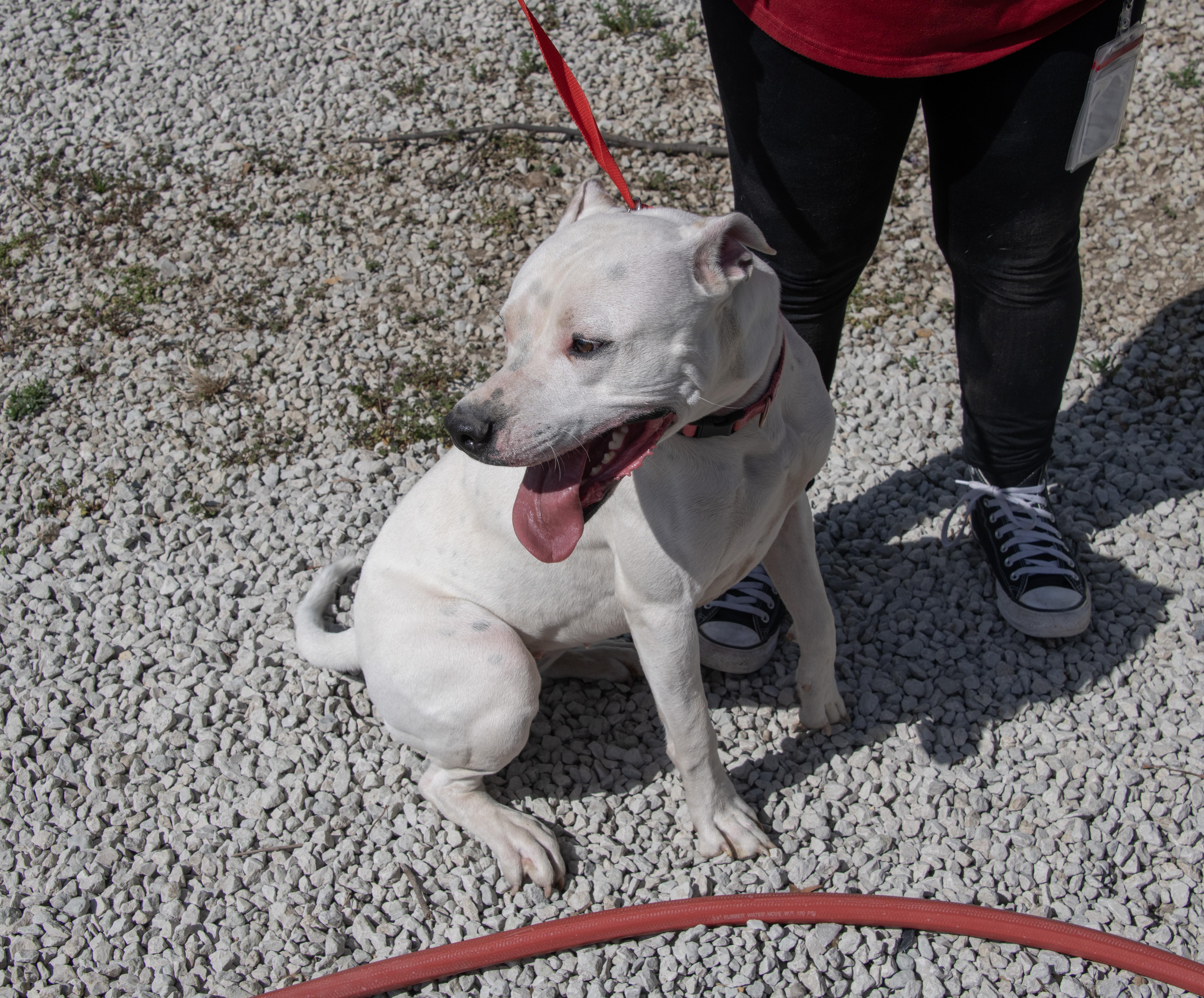 Enlarge Sugar, a Adoptable mixed breed in Mayetta, KS image 3/6