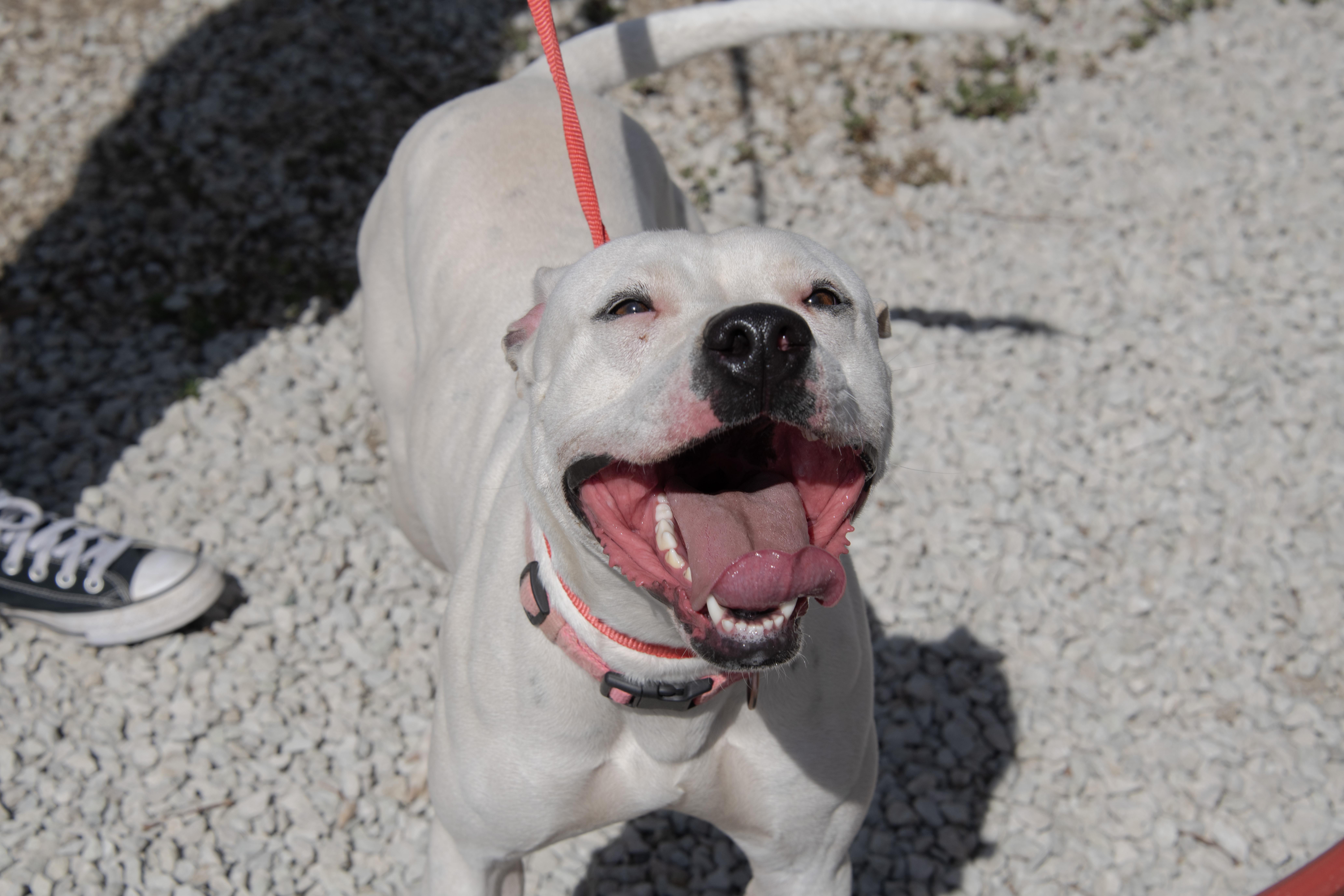 Enlarge Sugar, a Adoptable mixed breed in Mayetta, KS image 4/6