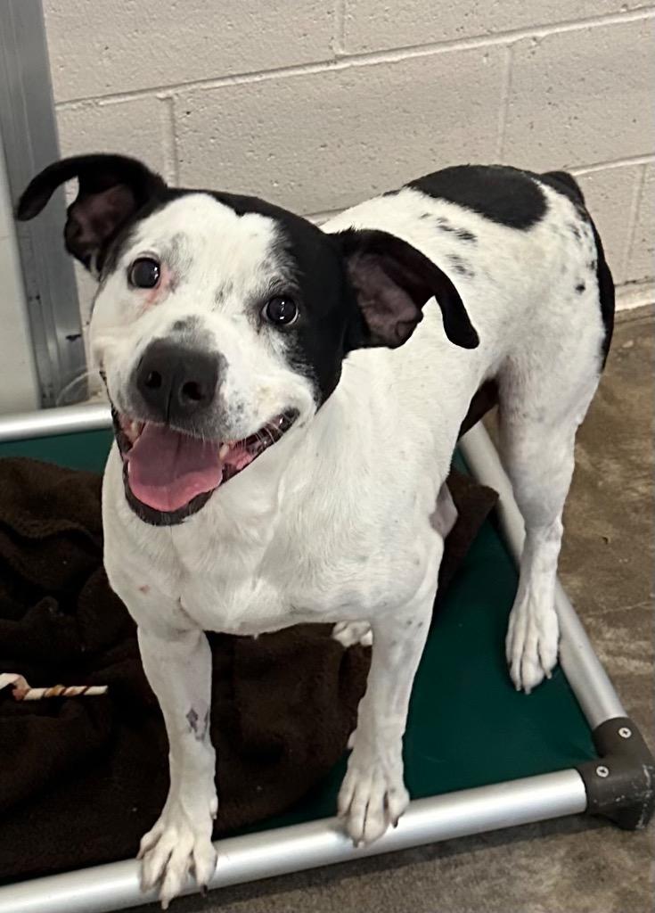 Chance, a Adoptable mixed breed in Newberg, OR image 1/2