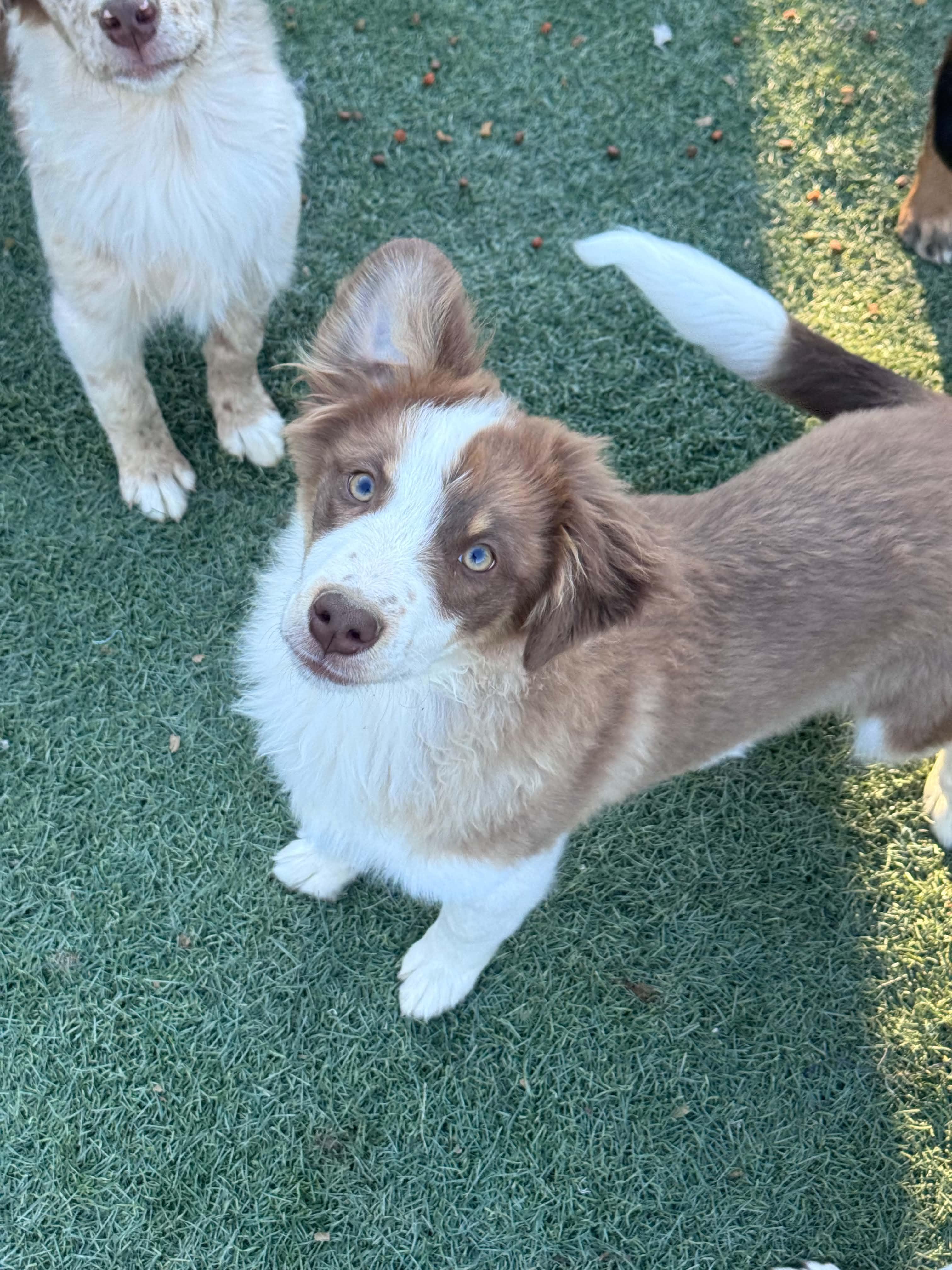 Border collie mix puppies, ADOPTABLE, Puppy Male Border Collie.