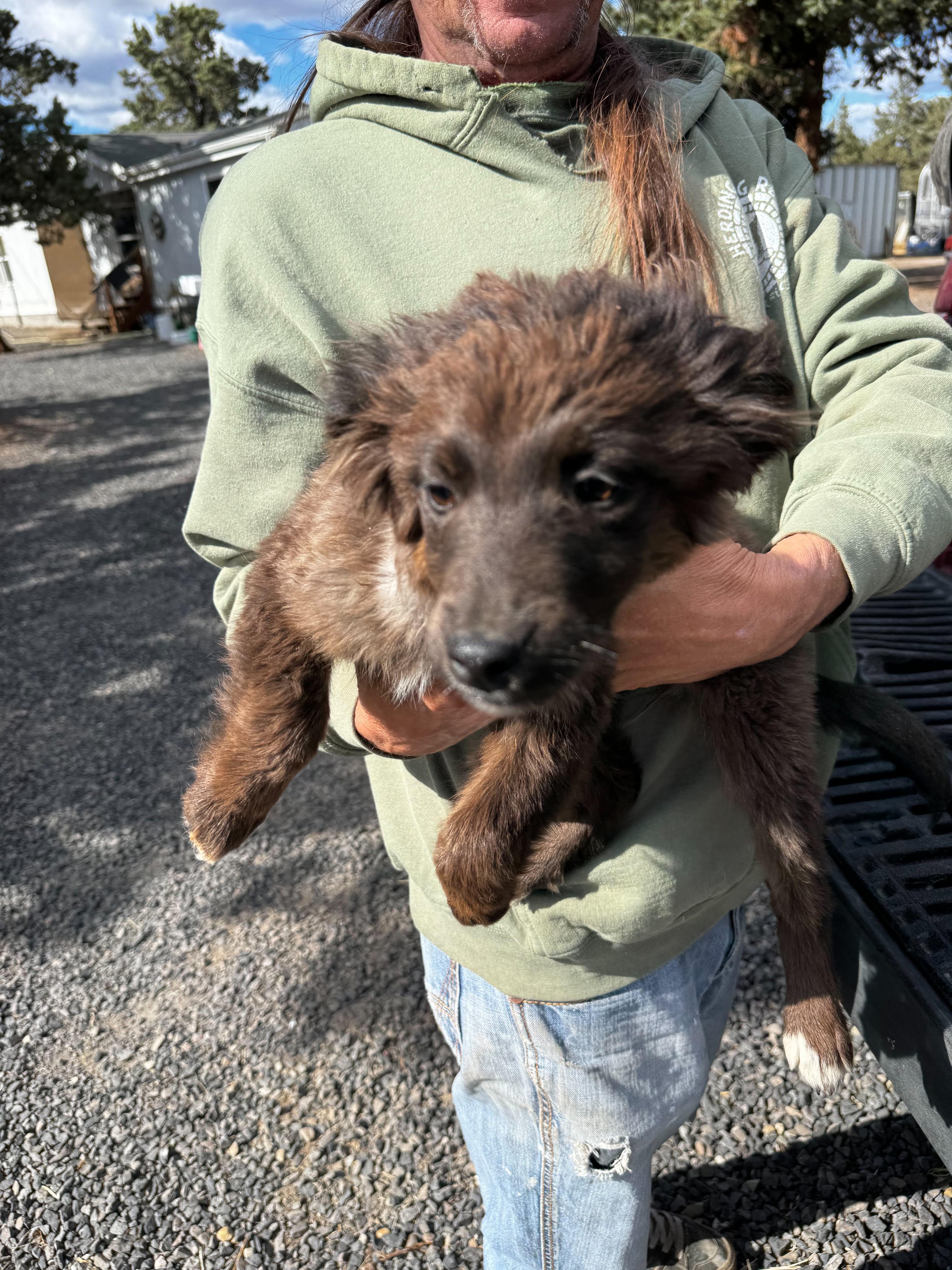 Border collie mix puppies, a ADOPTABLE mixed breed in Bend, OR image 4/6