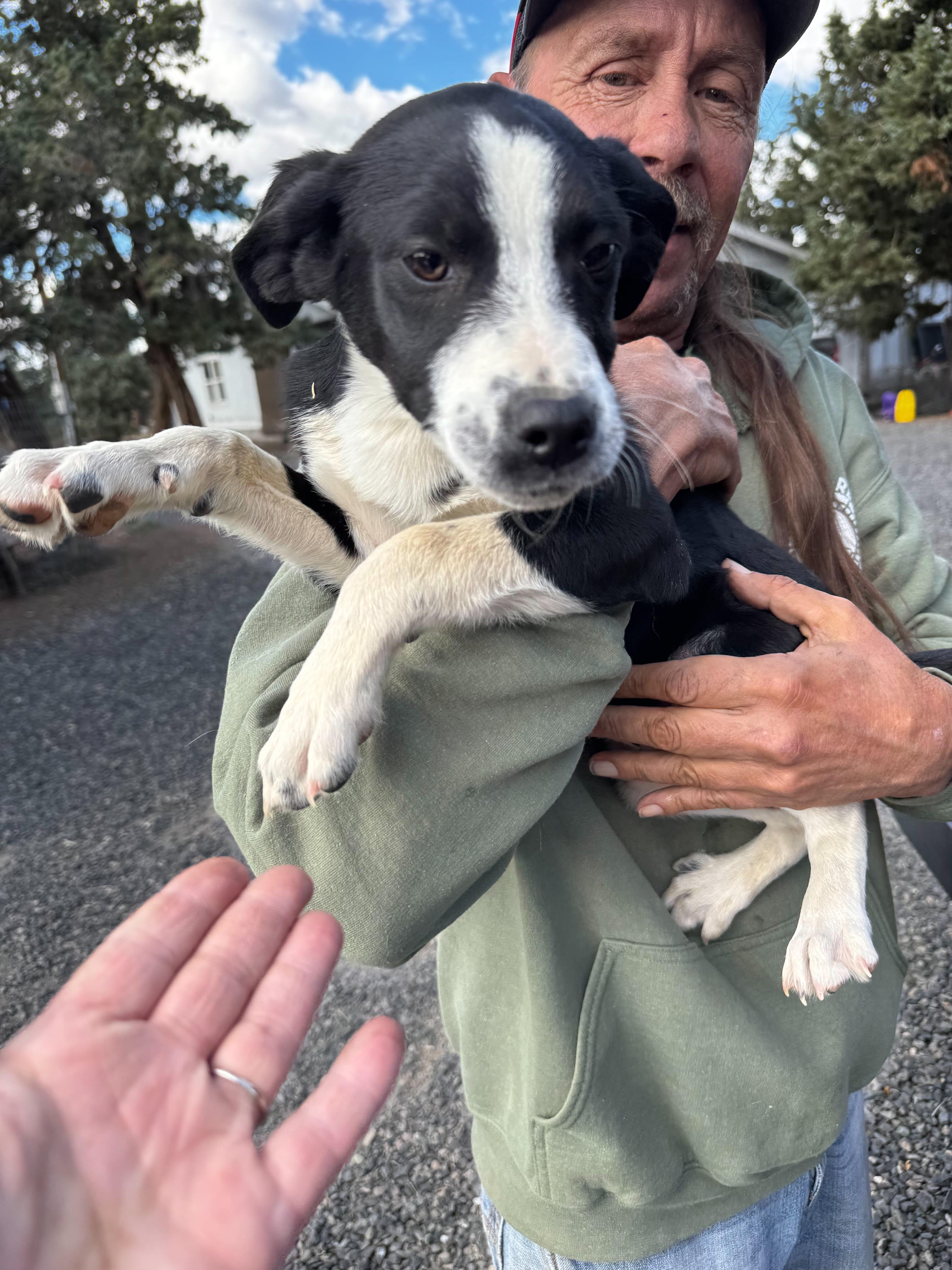 Border collie mix puppies, a ADOPTABLE mixed breed in Bend, OR image 3/6
