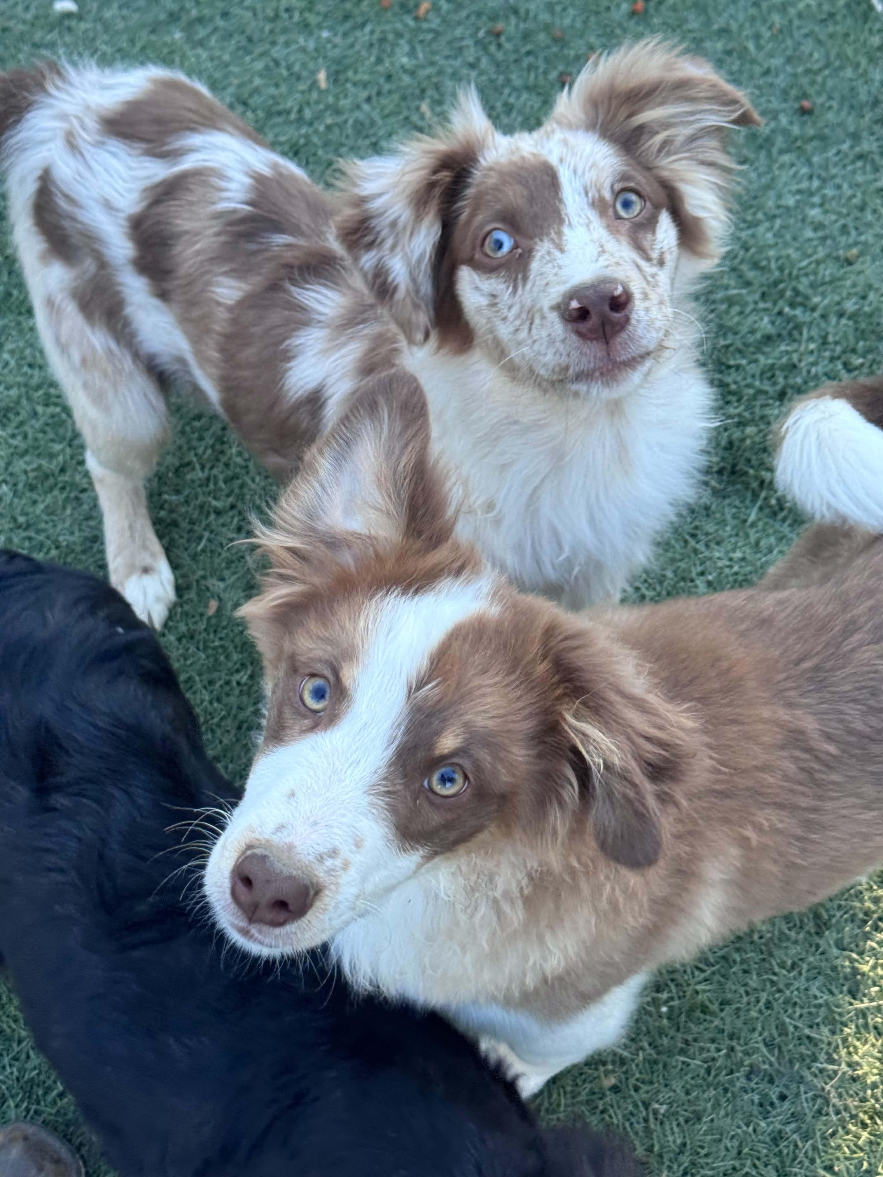 Border collie mix puppies, a ADOPTABLE mixed breed in Bend, OR image 6/6