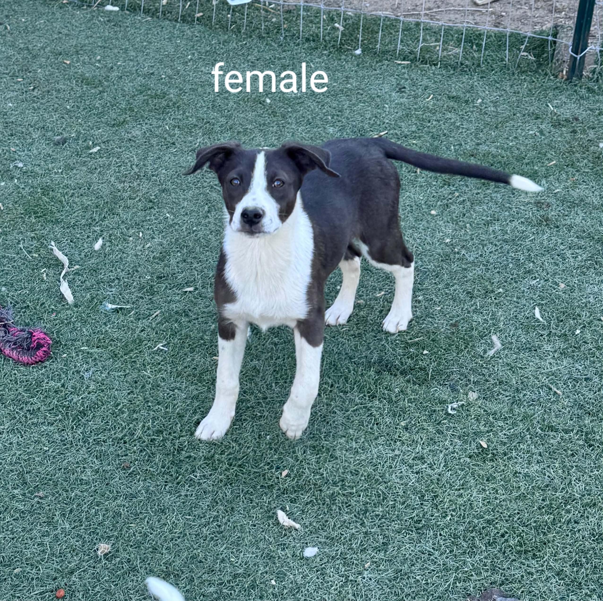 Border collie mix puppy, ADOPTABLE, Puppy Female Border Collie.