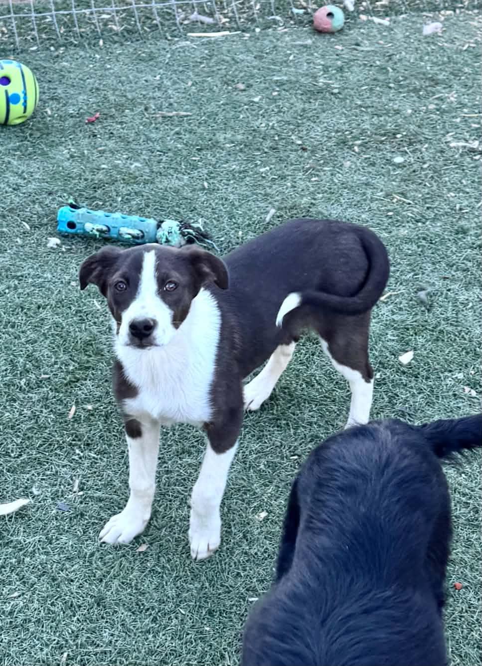 Border collie mix puppy, a ADOPTABLE mixed breed in Bend, OR image 2/2