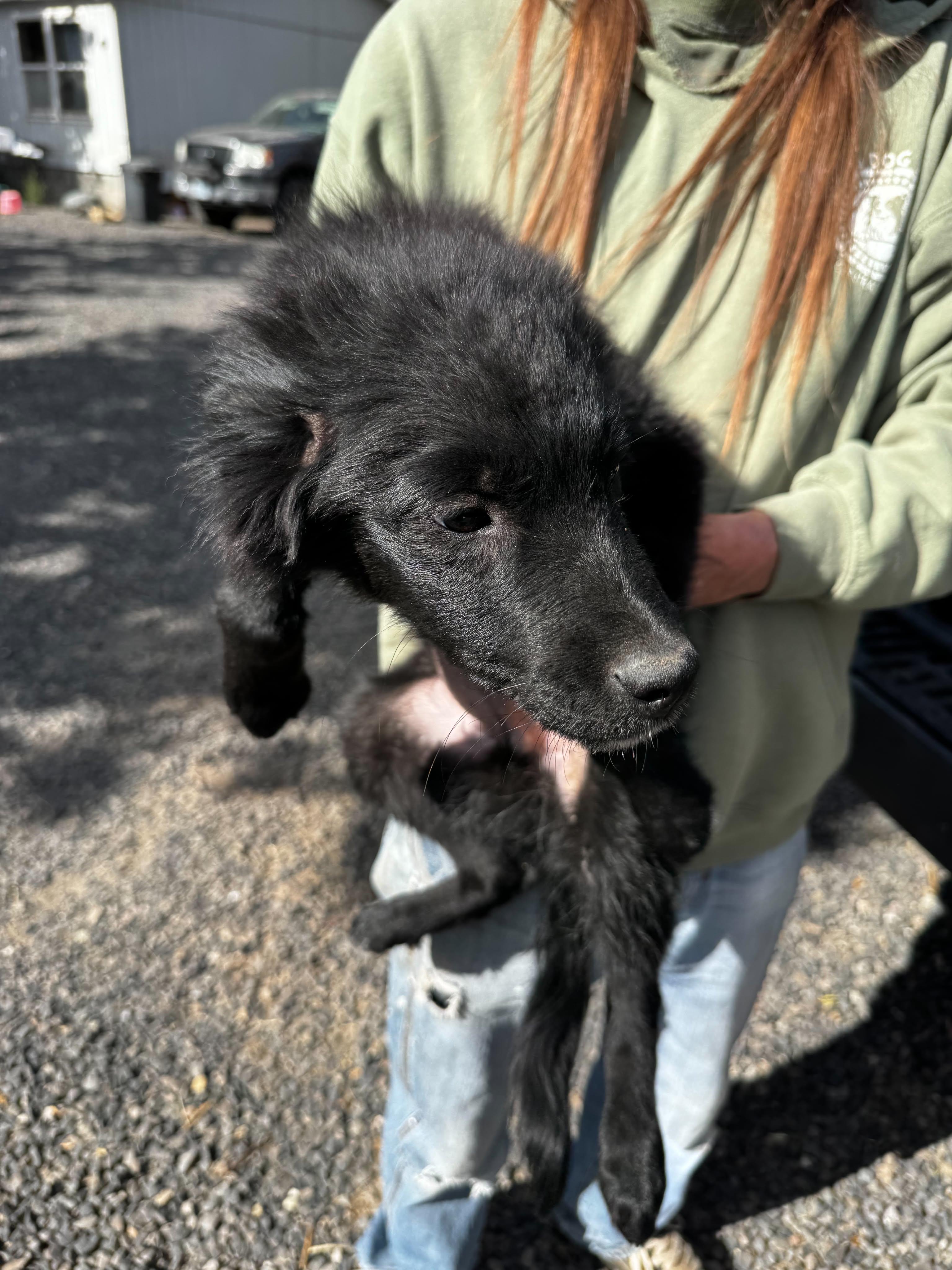 Border collie mix puppies, a ADOPTABLE mixed breed in Bend, OR image 2/6