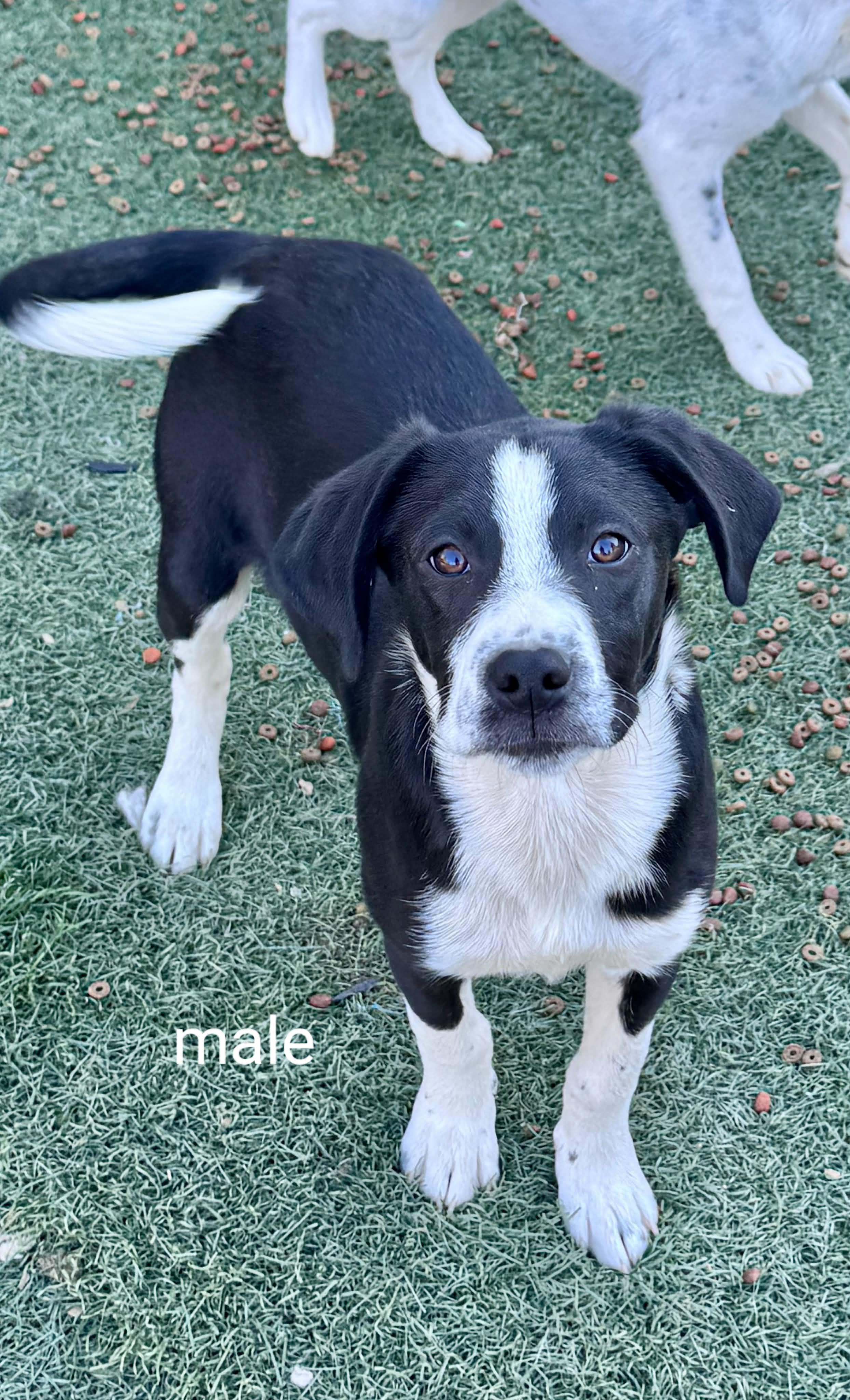 Border collie mix puppies, ADOPTABLE, Puppy Male Border Collie.