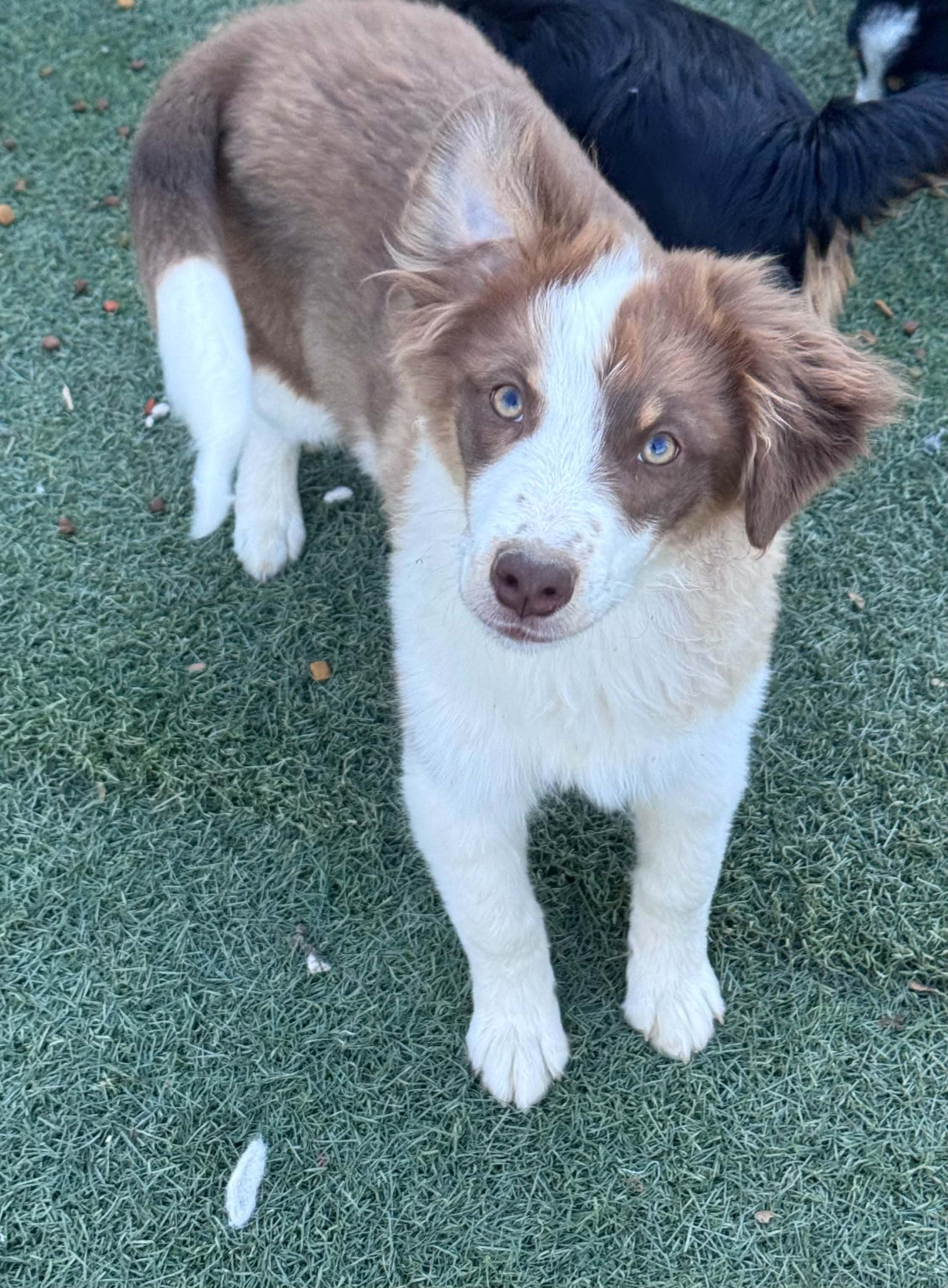 Border collie mix puppies, a ADOPTABLE mixed breed in Bend, OR image 5/6