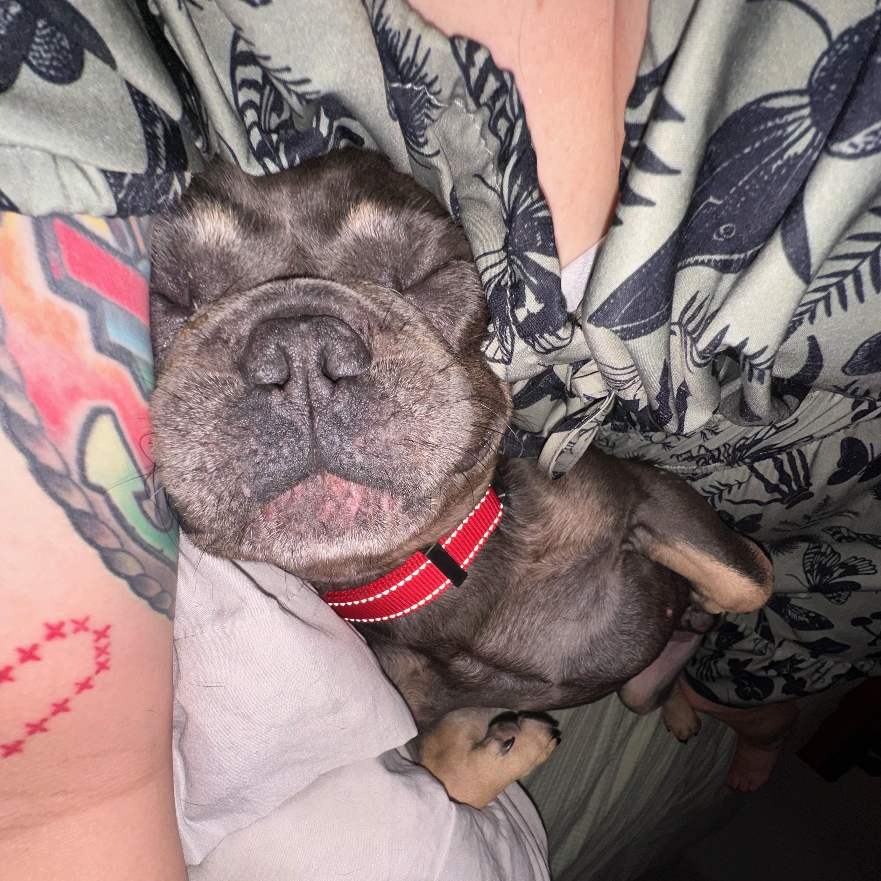 Enlarge Spork, a Adopted French Bulldog in New Orleans, LA image 3/4