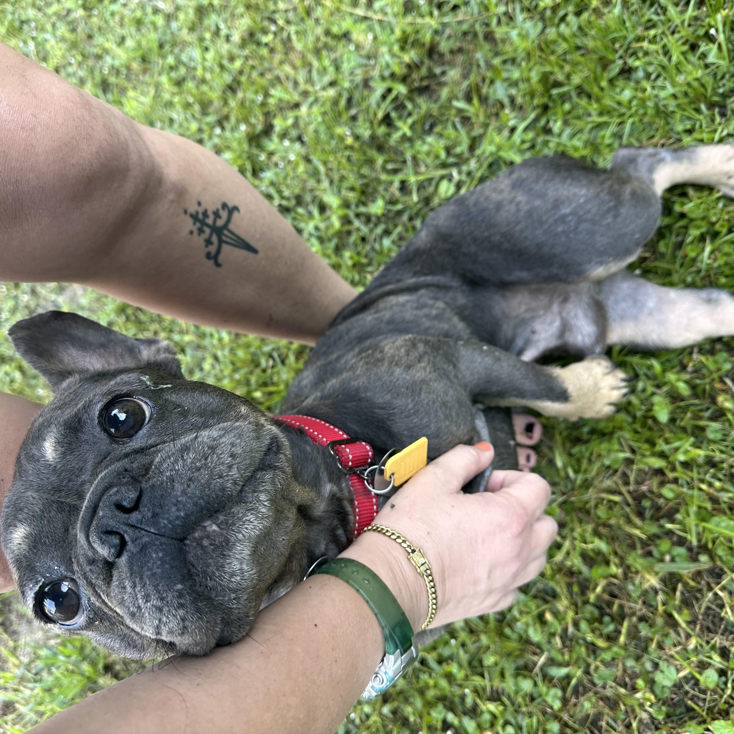 Enlarge Spork, a Adopted French Bulldog in New Orleans, LA image 4/4