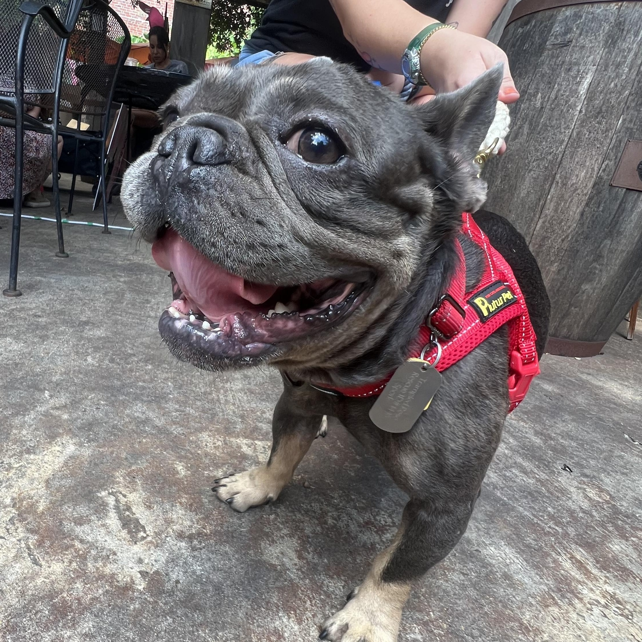 Enlarge Spork, a Adopted French Bulldog in New Orleans, LA image 2/4
