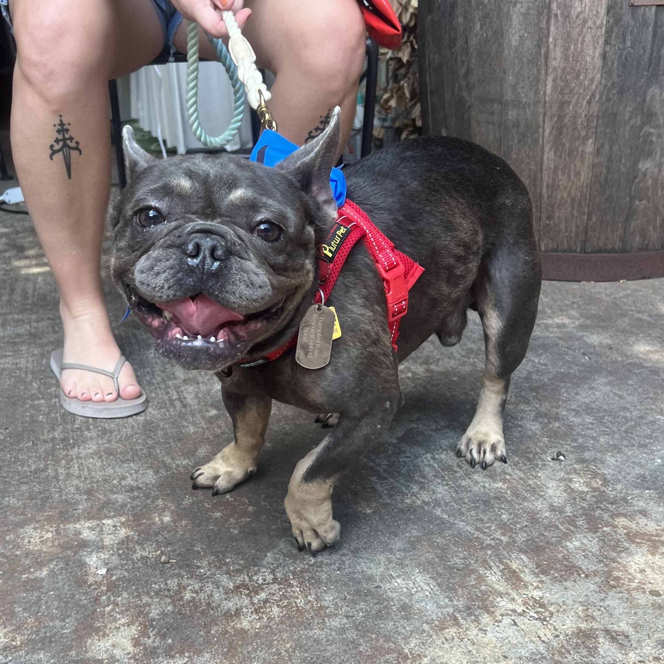 Spork, Adopted, Adult Male French Bulldog.
