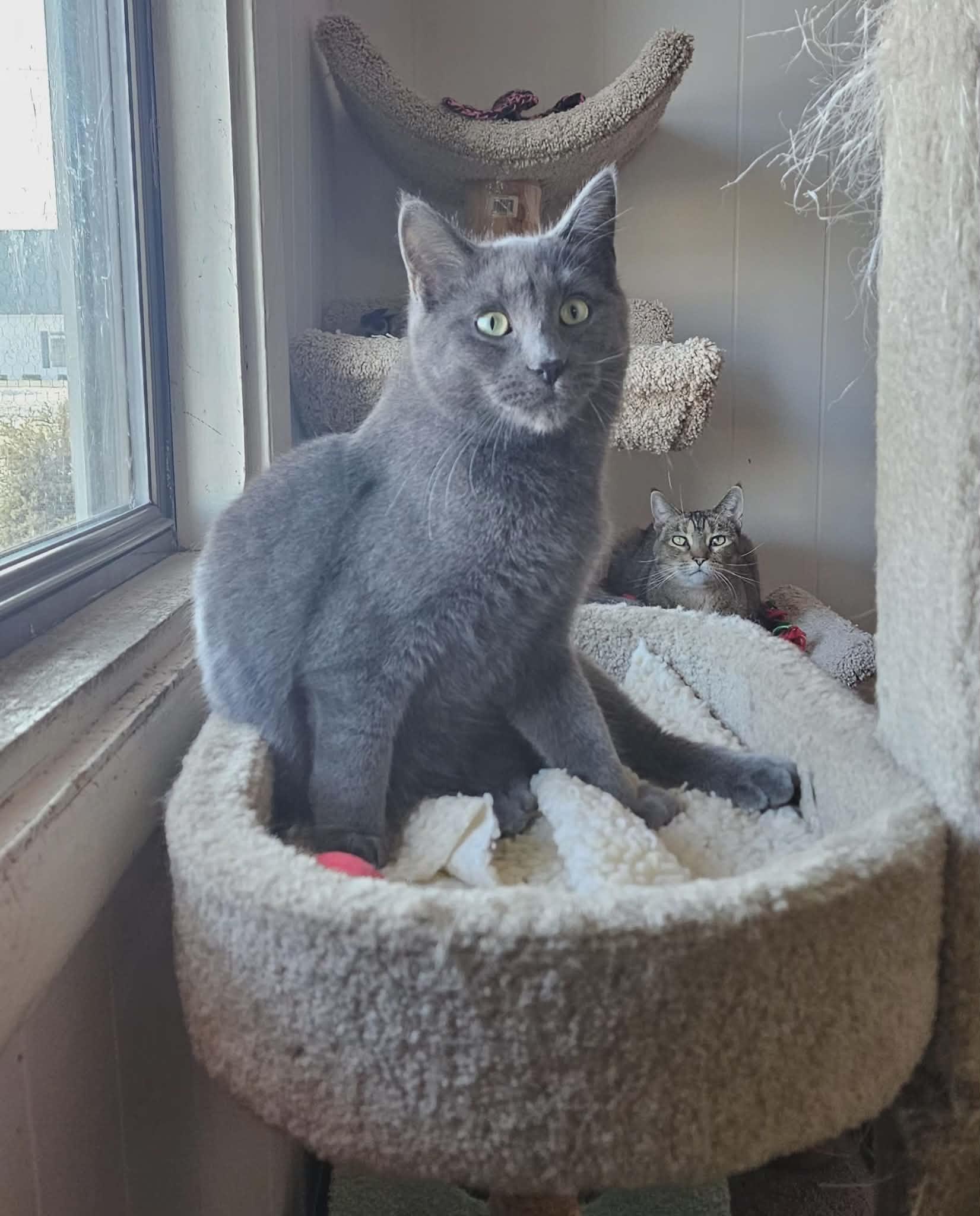 Grayson, a Adoptable Domestic Short Hair in Wapakoneta, OH image 1/4