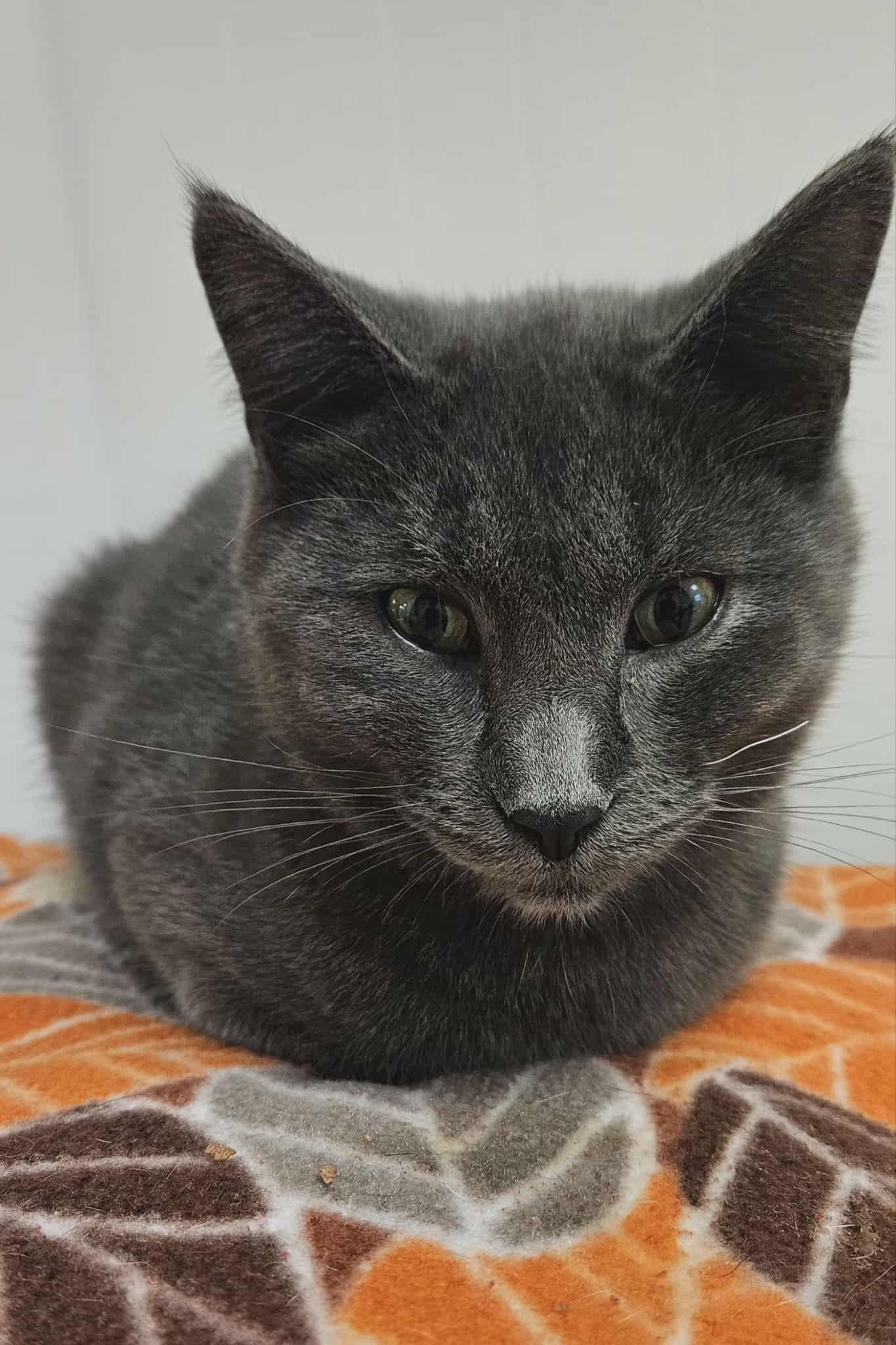 Grayson, a Adoptable Domestic Short Hair in Wapakoneta, OH image 1/2