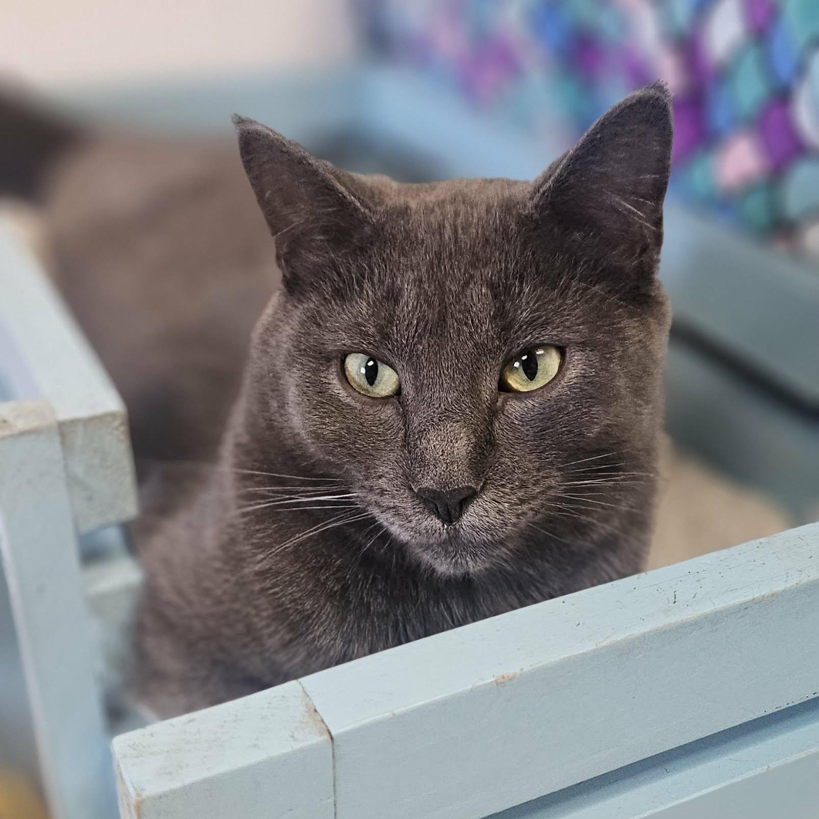 Enlarge Grayson, a Adoptable Domestic Short Hair in Wapakoneta, OH image 1/4