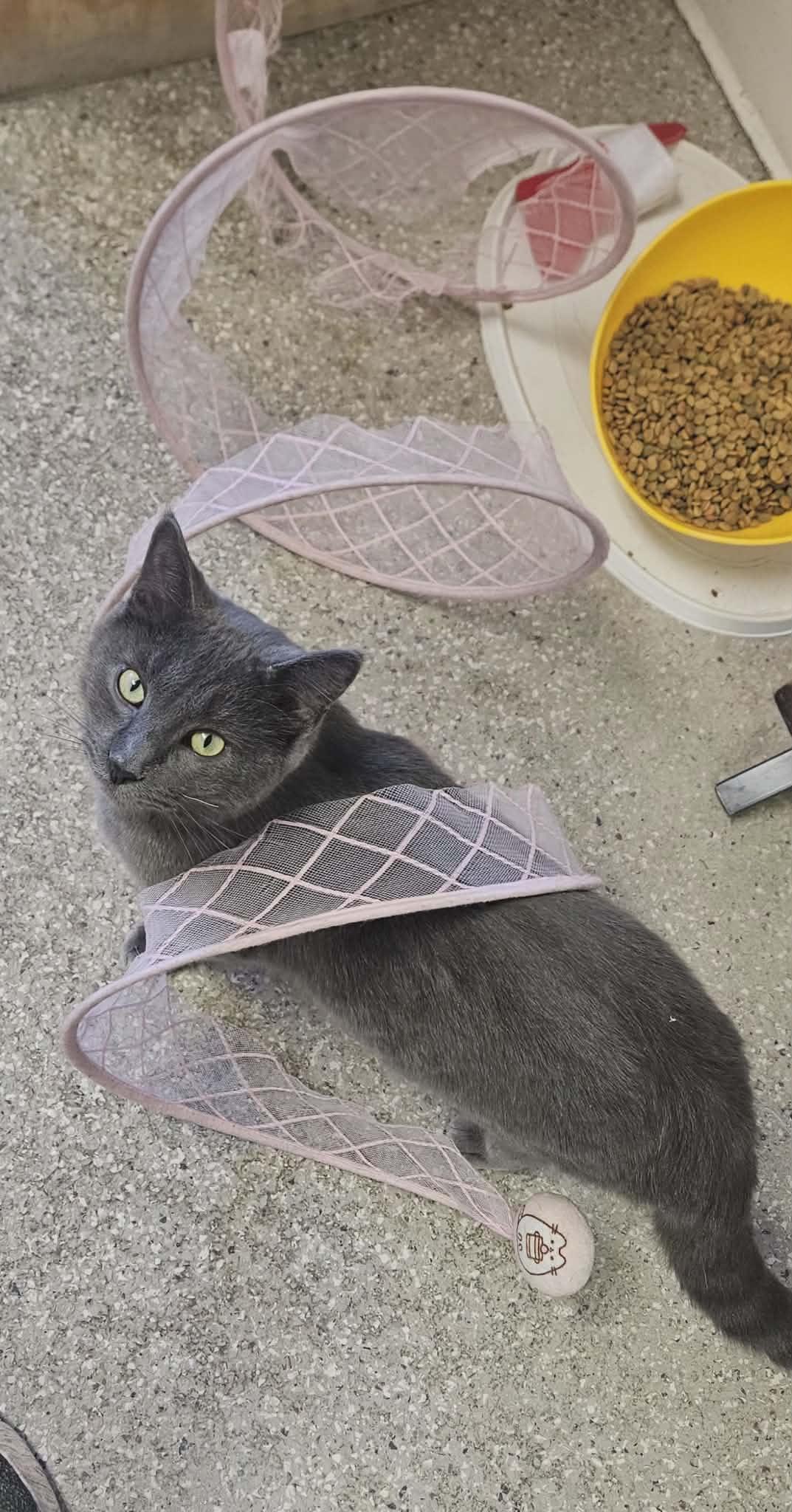 Grayson, a Adoptable Domestic Short Hair in Wapakoneta, OH image 2/4