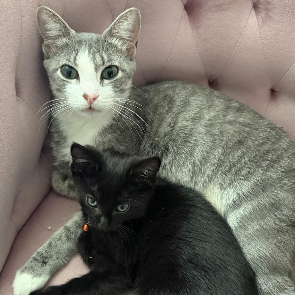 Sheriq, a Adoptable Domestic Short Hair in Wheeling, IL image 1/6
