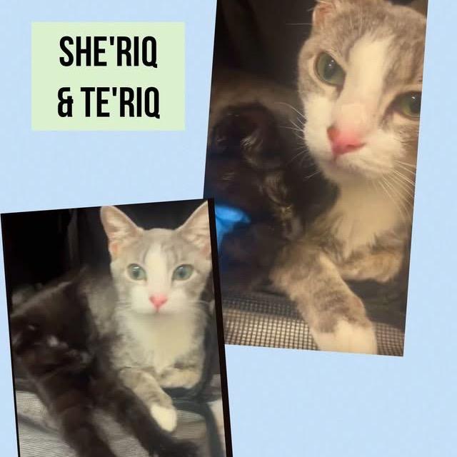 Sheriq, a Adoptable Domestic Short Hair in Wheeling, IL image 2/6