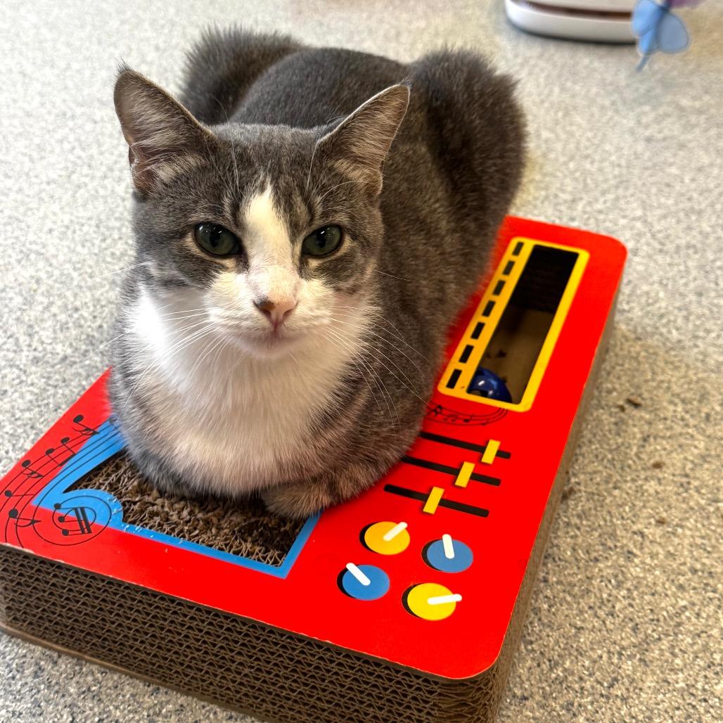 Sheriq, a Adoptable Domestic Short Hair in Wheeling, IL image 3/6