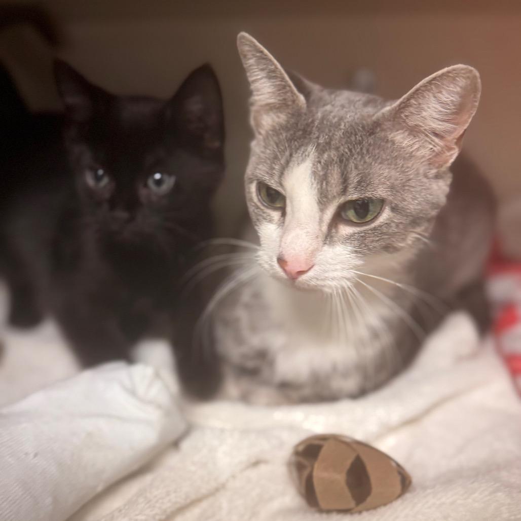 Sheriq, a Adoptable Domestic Short Hair in Wheeling, IL image 5/6
