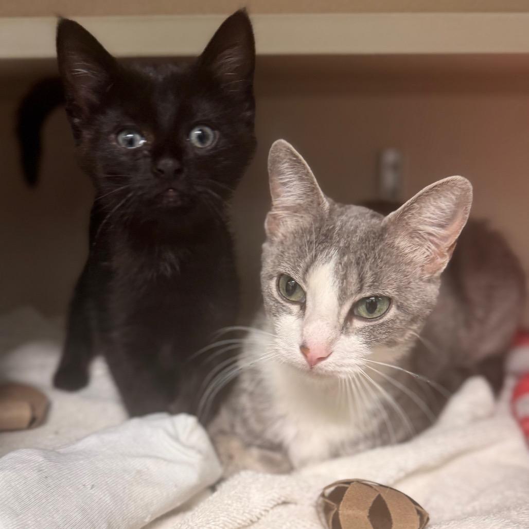 Sheriq, a Adoptable Domestic Short Hair in Wheeling, IL image 6/6