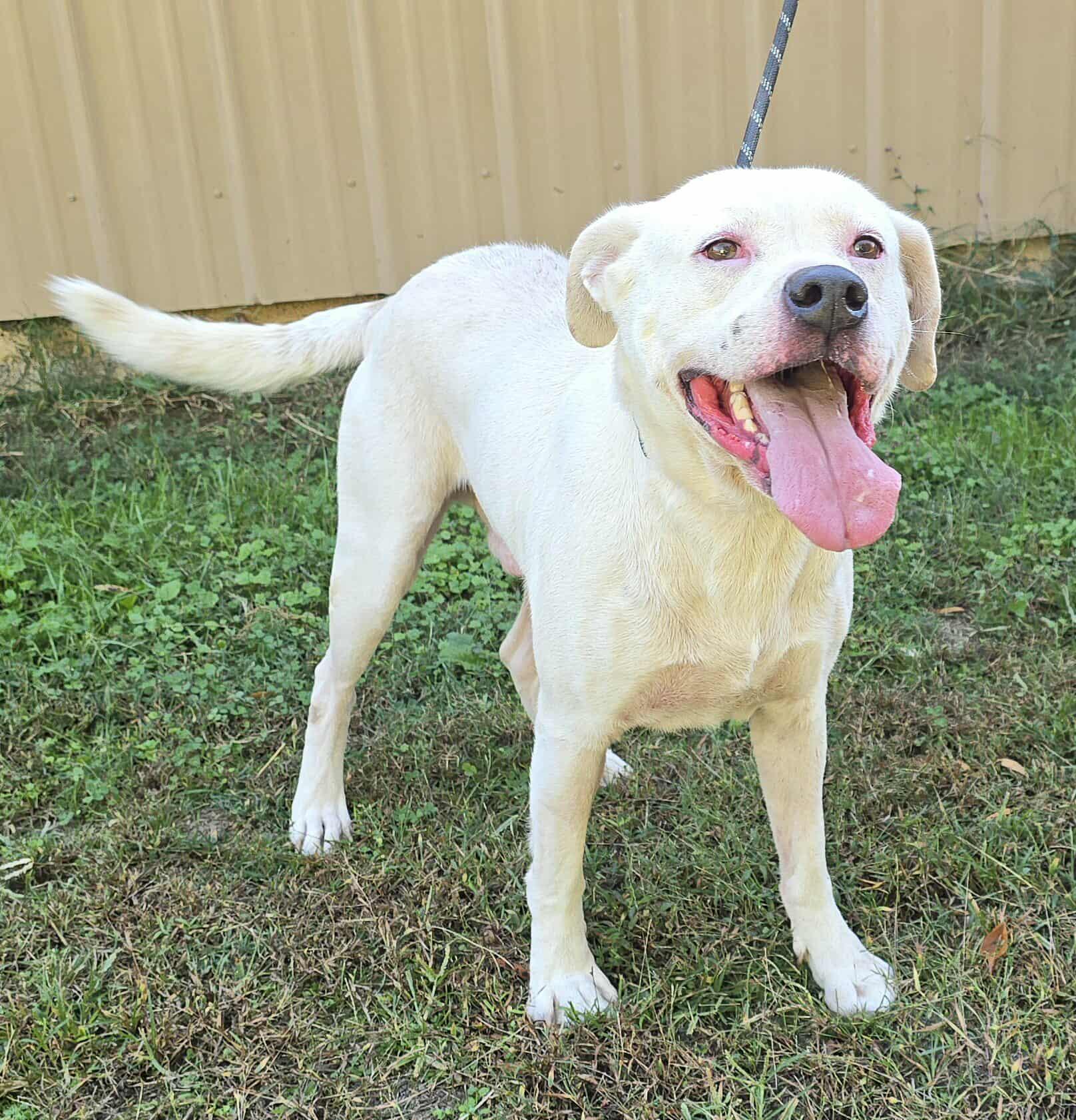 Savin, Adoptable, Senior Male Pit Bull Terrier.