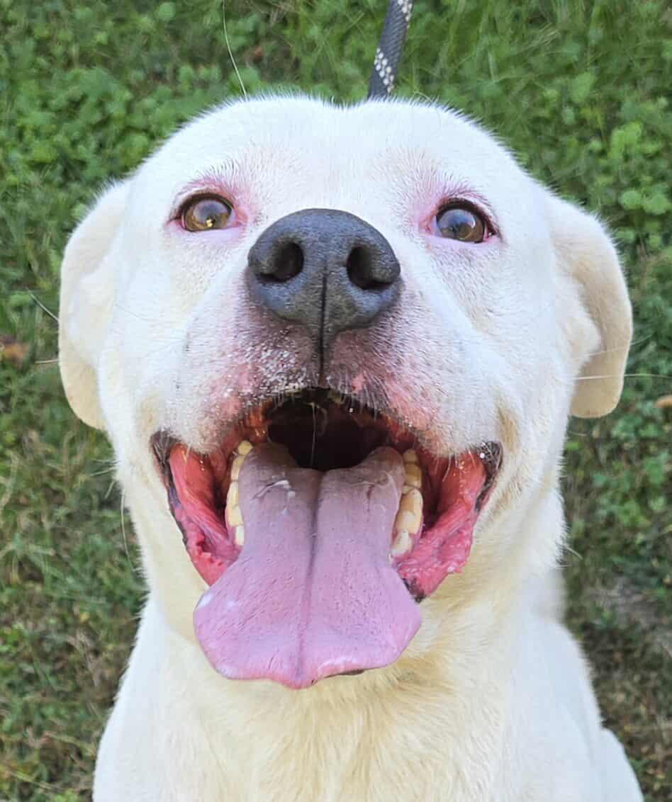 Enlarge Savin, a Adoptable mixed breed in Newport, TN image 2/5