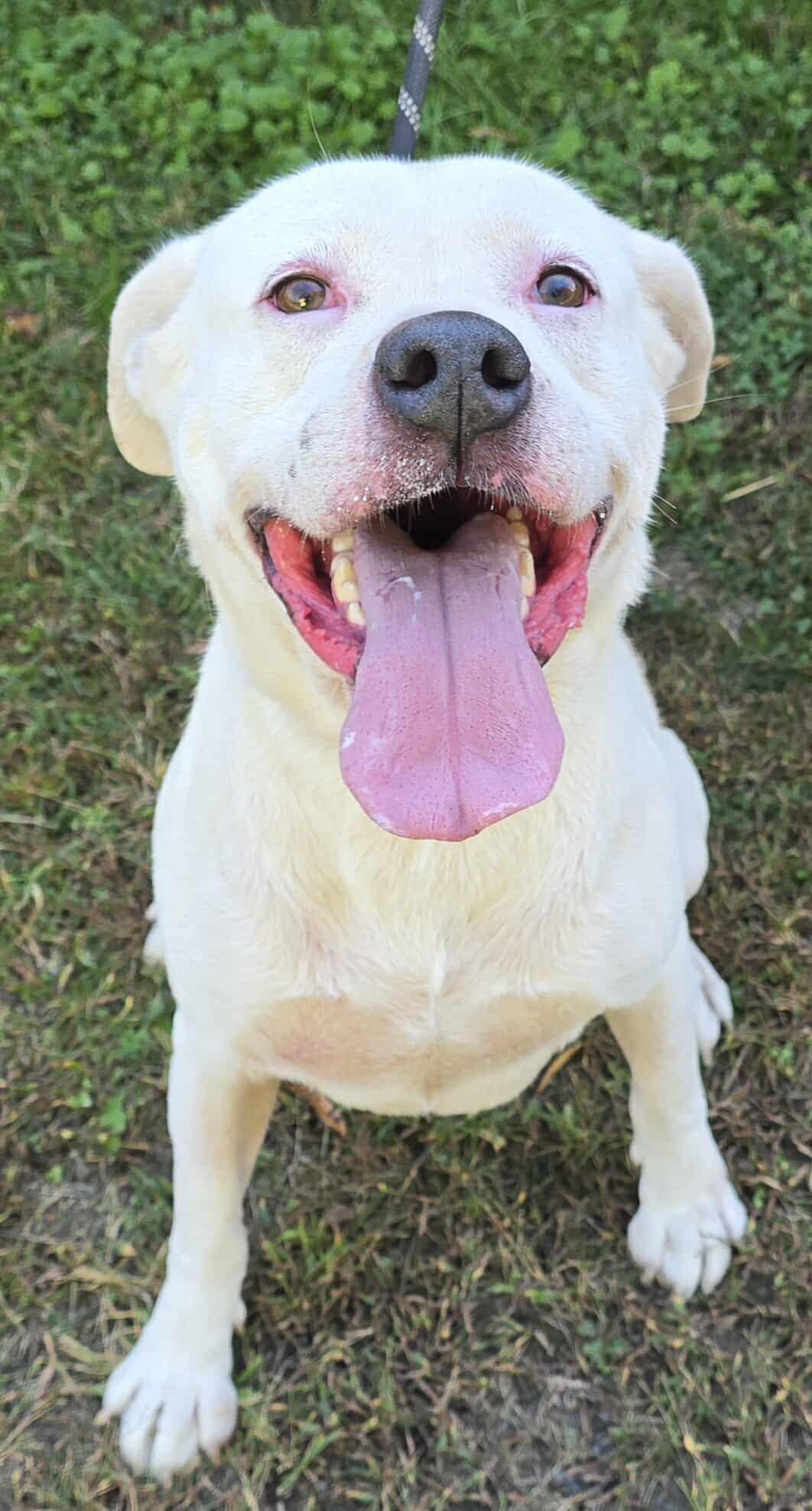Enlarge Savin, a Adoptable mixed breed in Newport, TN image 4/5