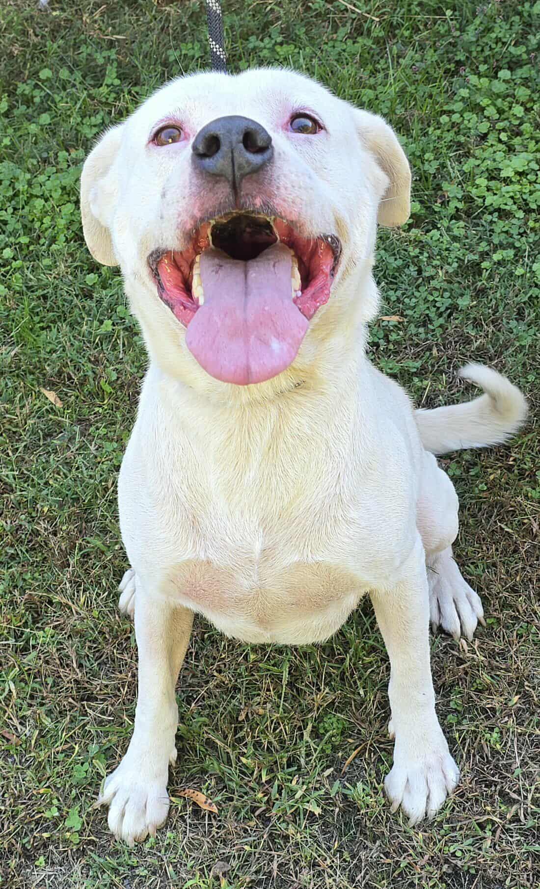 Enlarge Savin, a Adoptable mixed breed in Newport, TN image 5/5