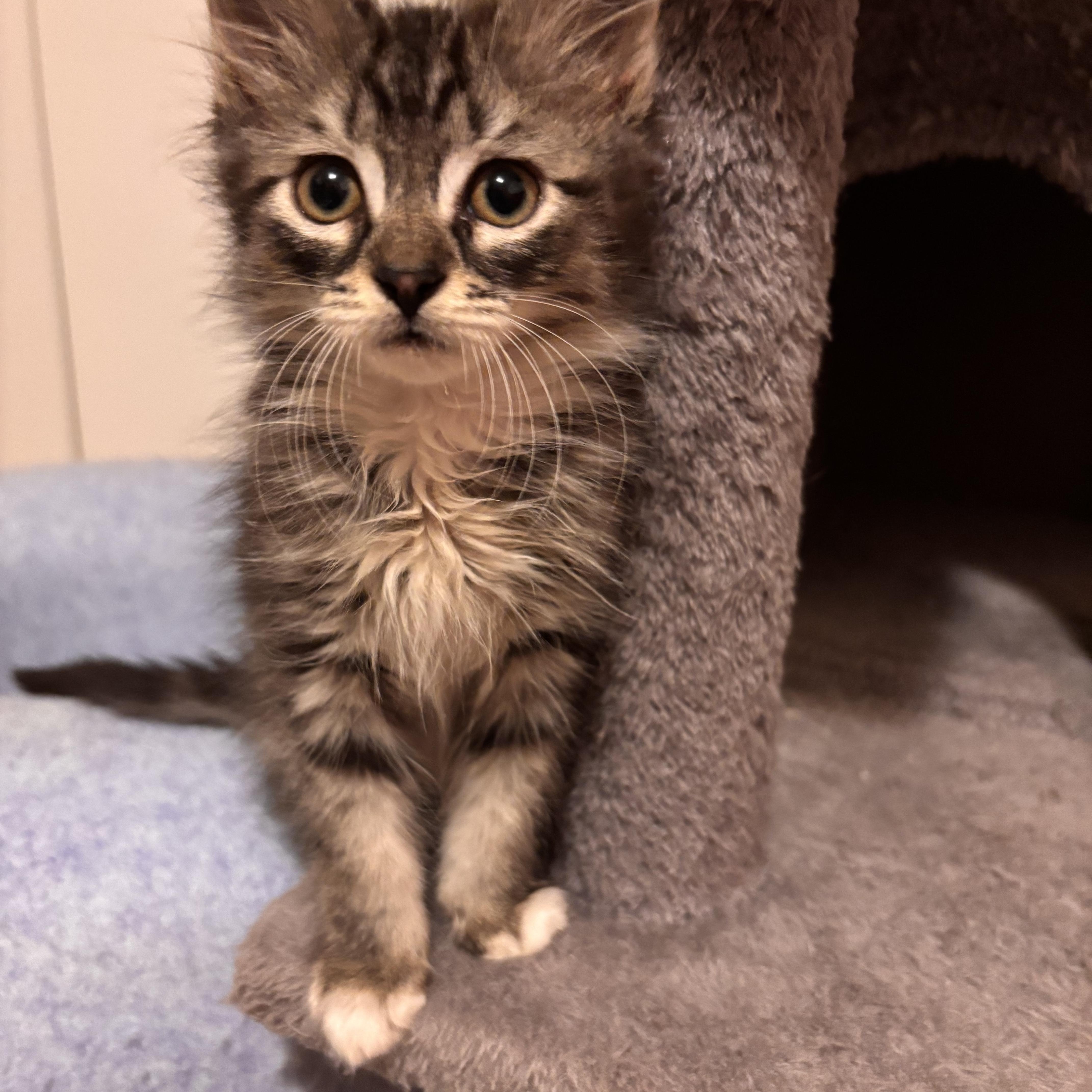 Bandit, Adoptable, Kitten Male Domestic Medium Hair.