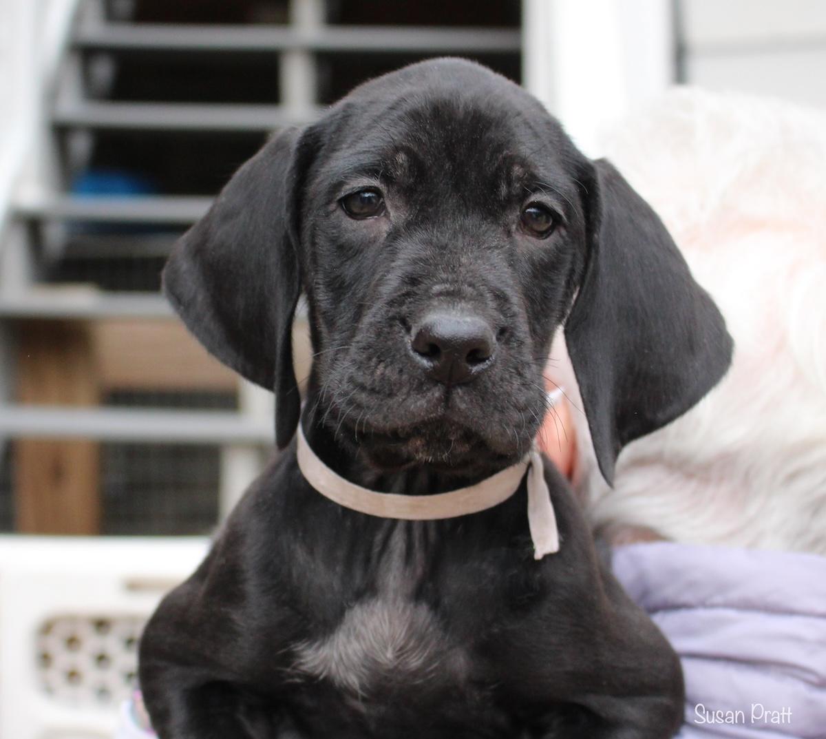 Enlarge Nick, a ADOPTABLE mixed breed in Bedford, VA image 1/6