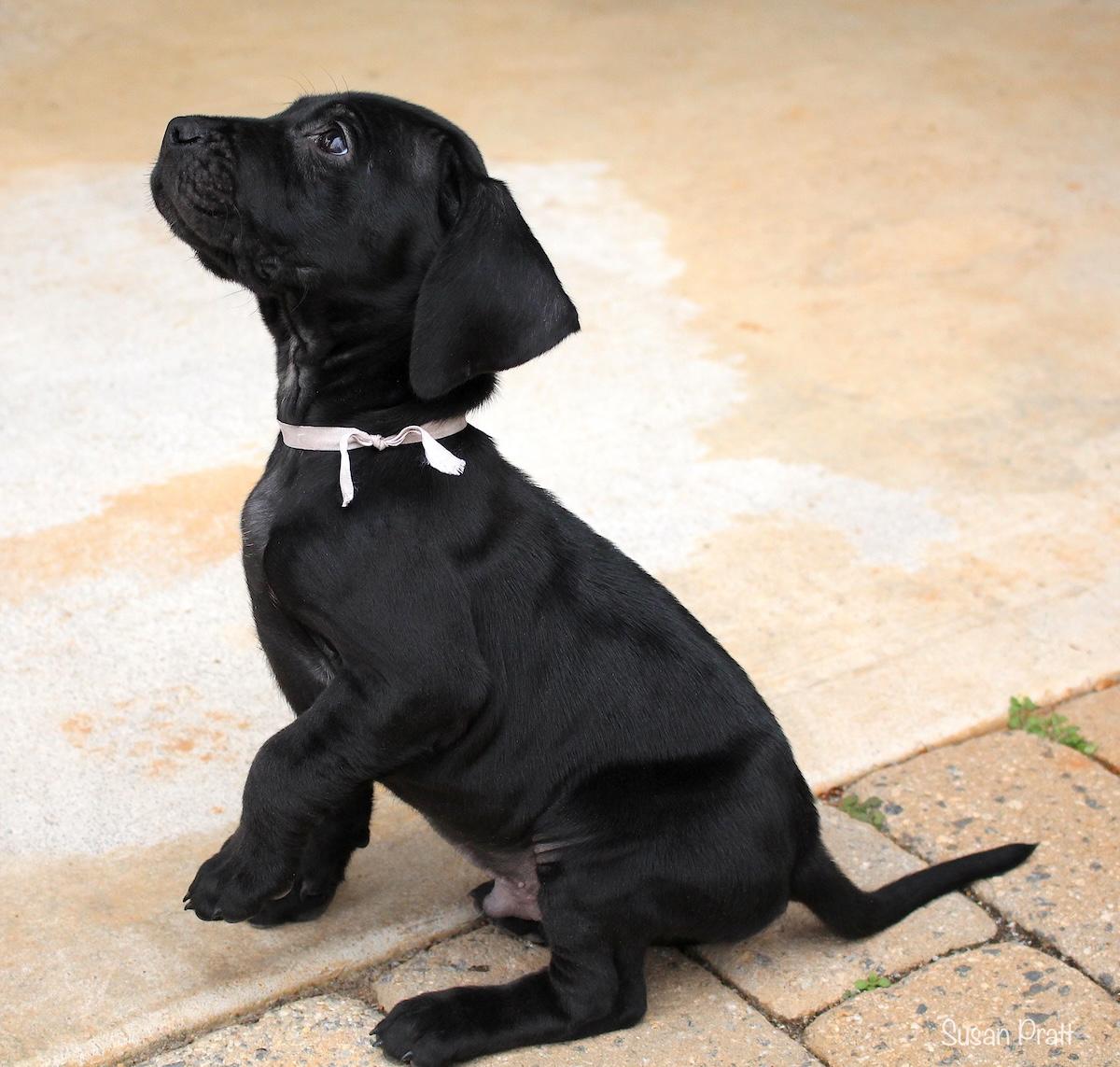 Enlarge Nick, a ADOPTABLE mixed breed in Bedford, VA image 3/6